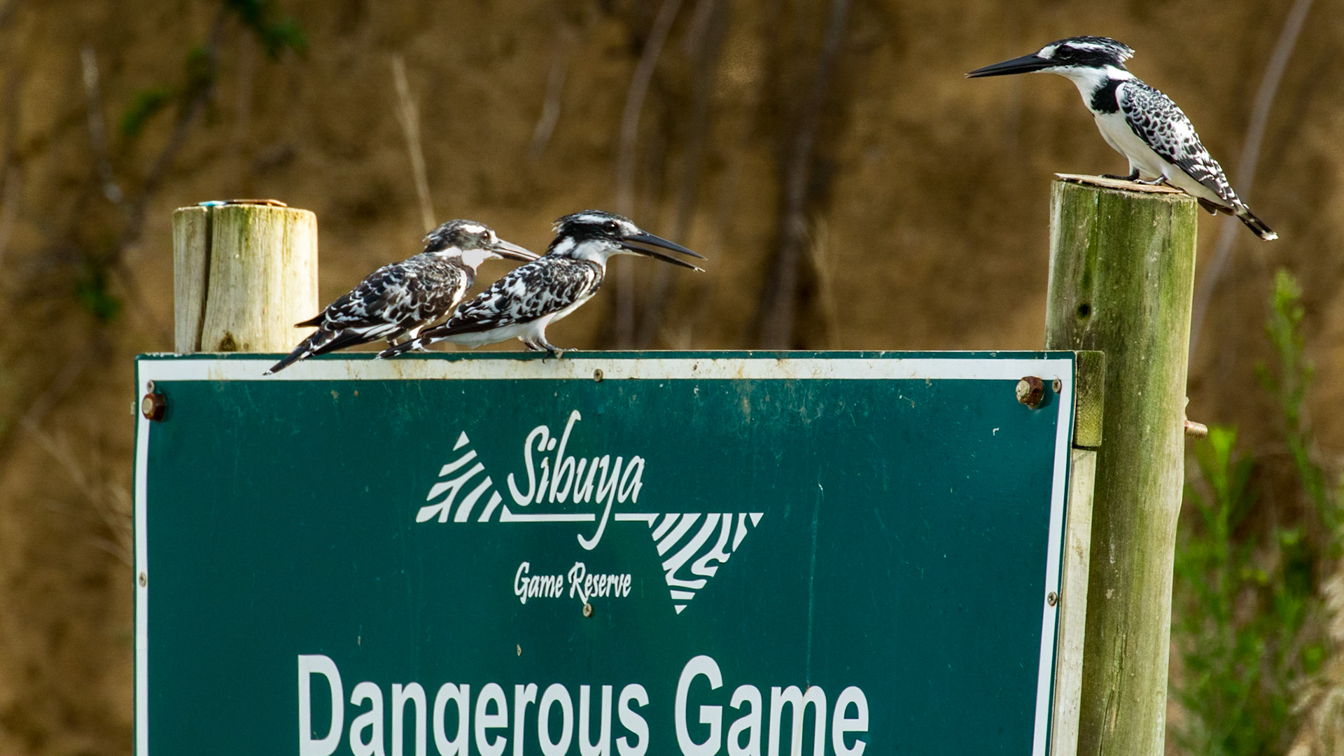 African Pied Kingfishers Playing A Dangerous Game