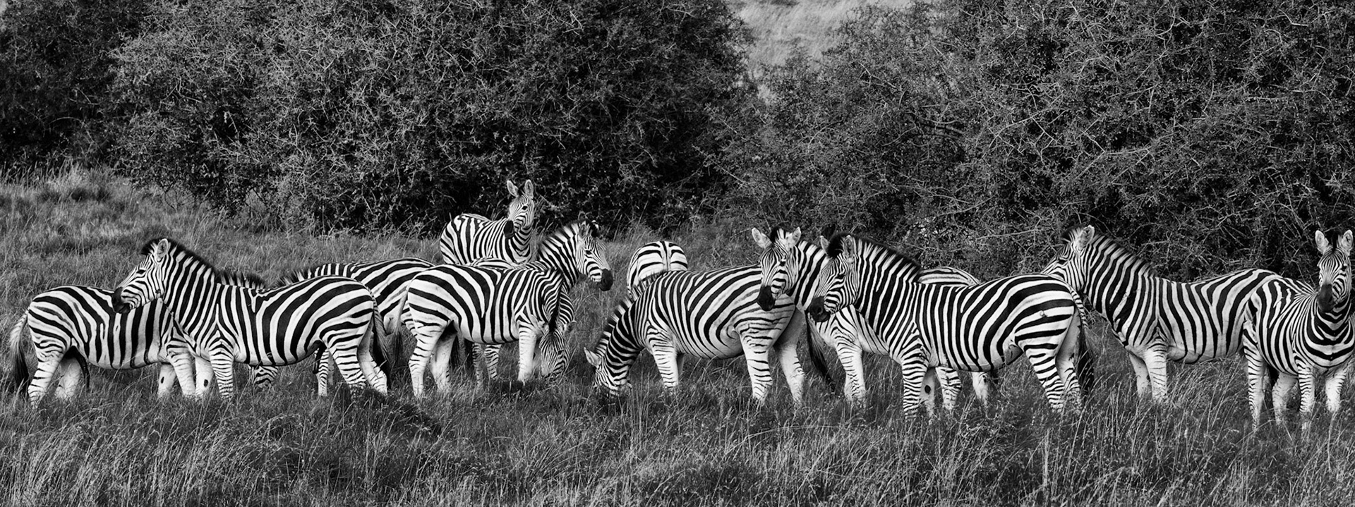 Zebra Panorama In Monochrome
