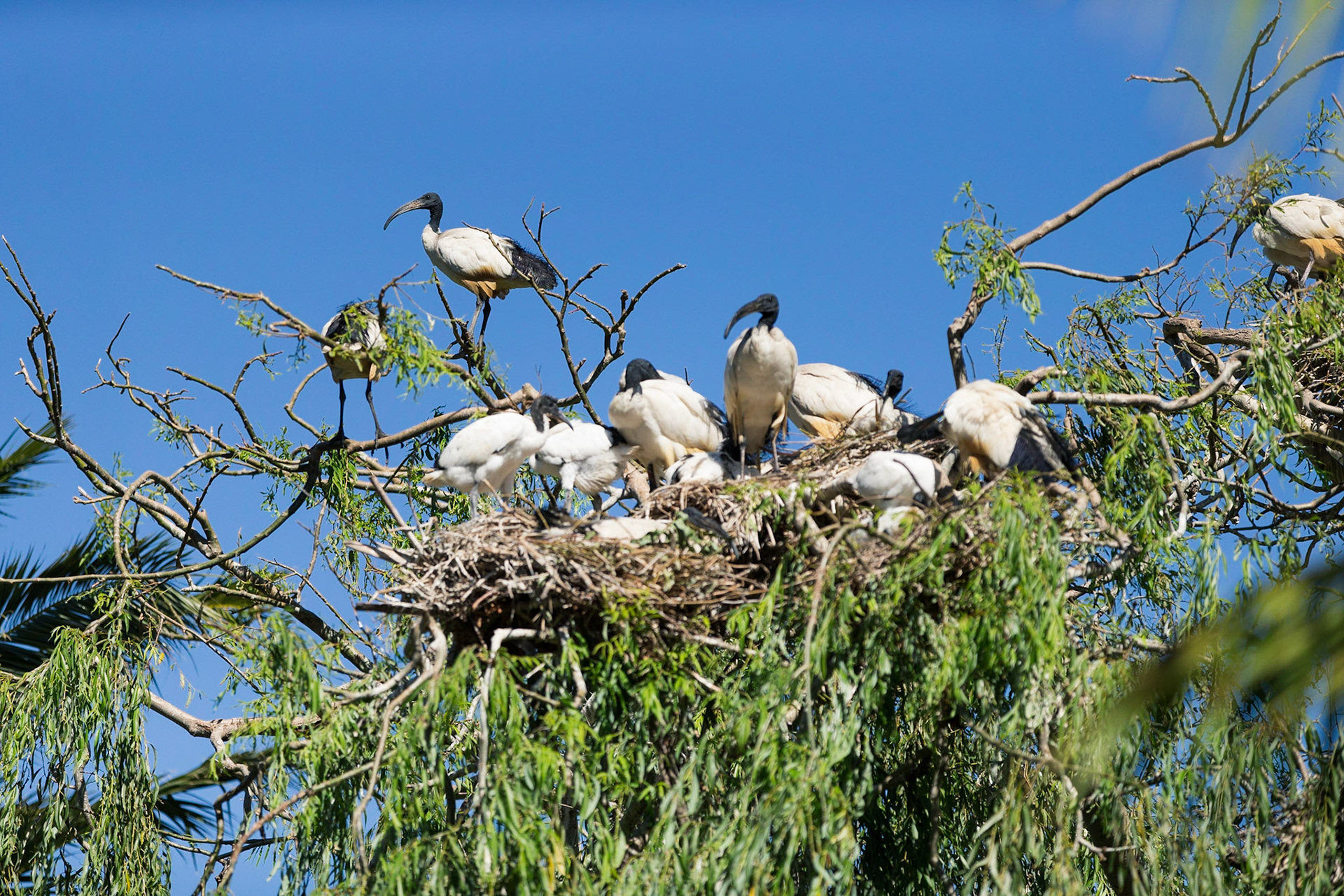 A Flock Of African Sacred Ibis
