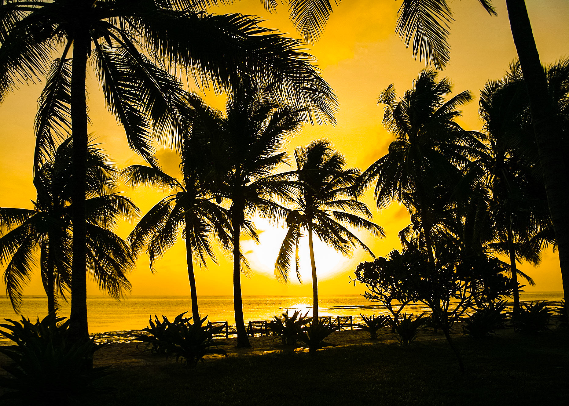 Palm Trees In The Sunset, Zanzibar