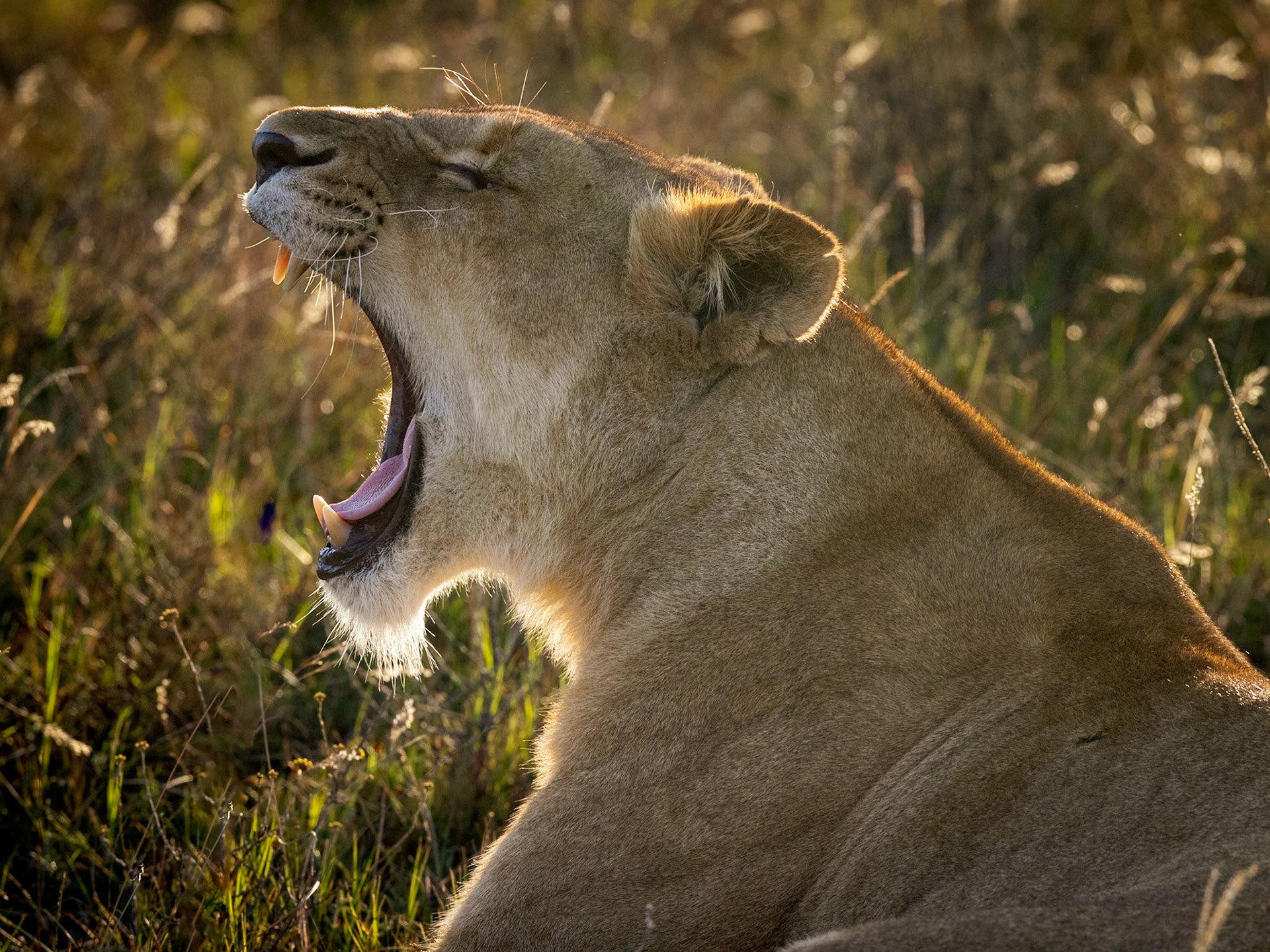 Lioness In The Evening Sun