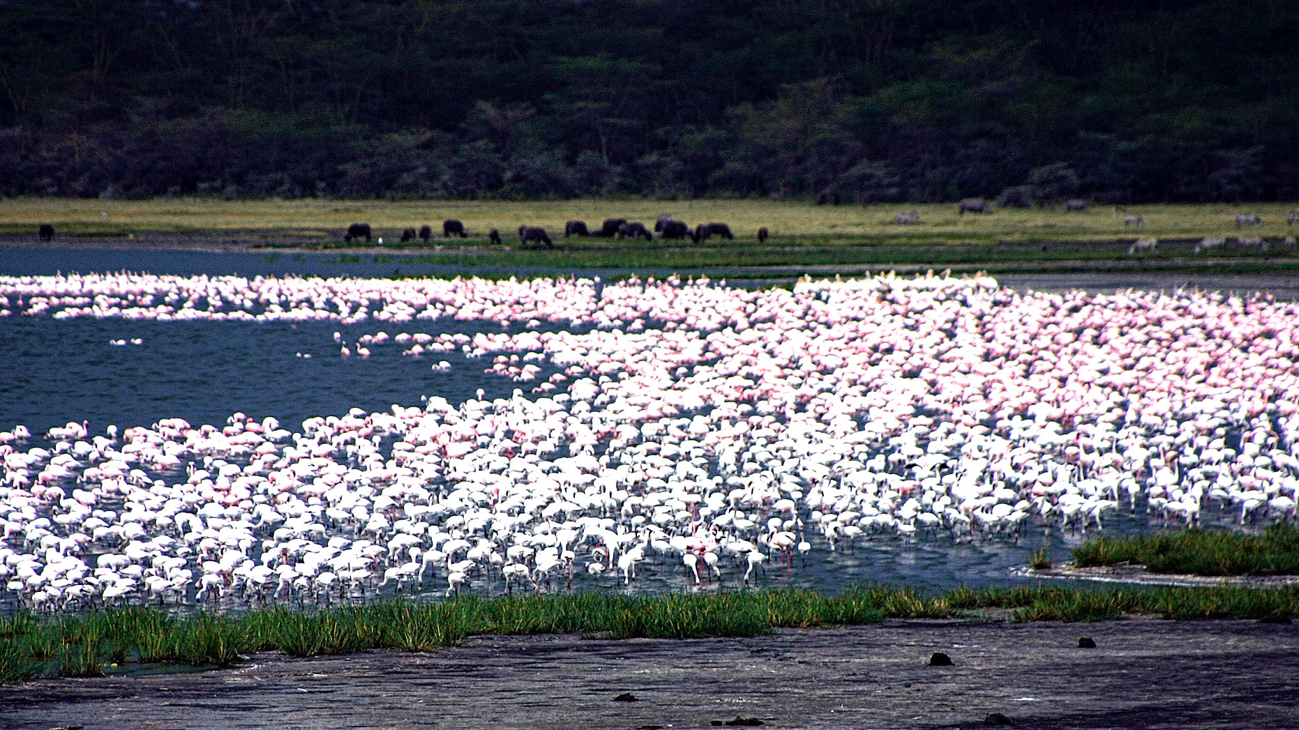 Flamingoes And Buffalo At Lake Nakuru