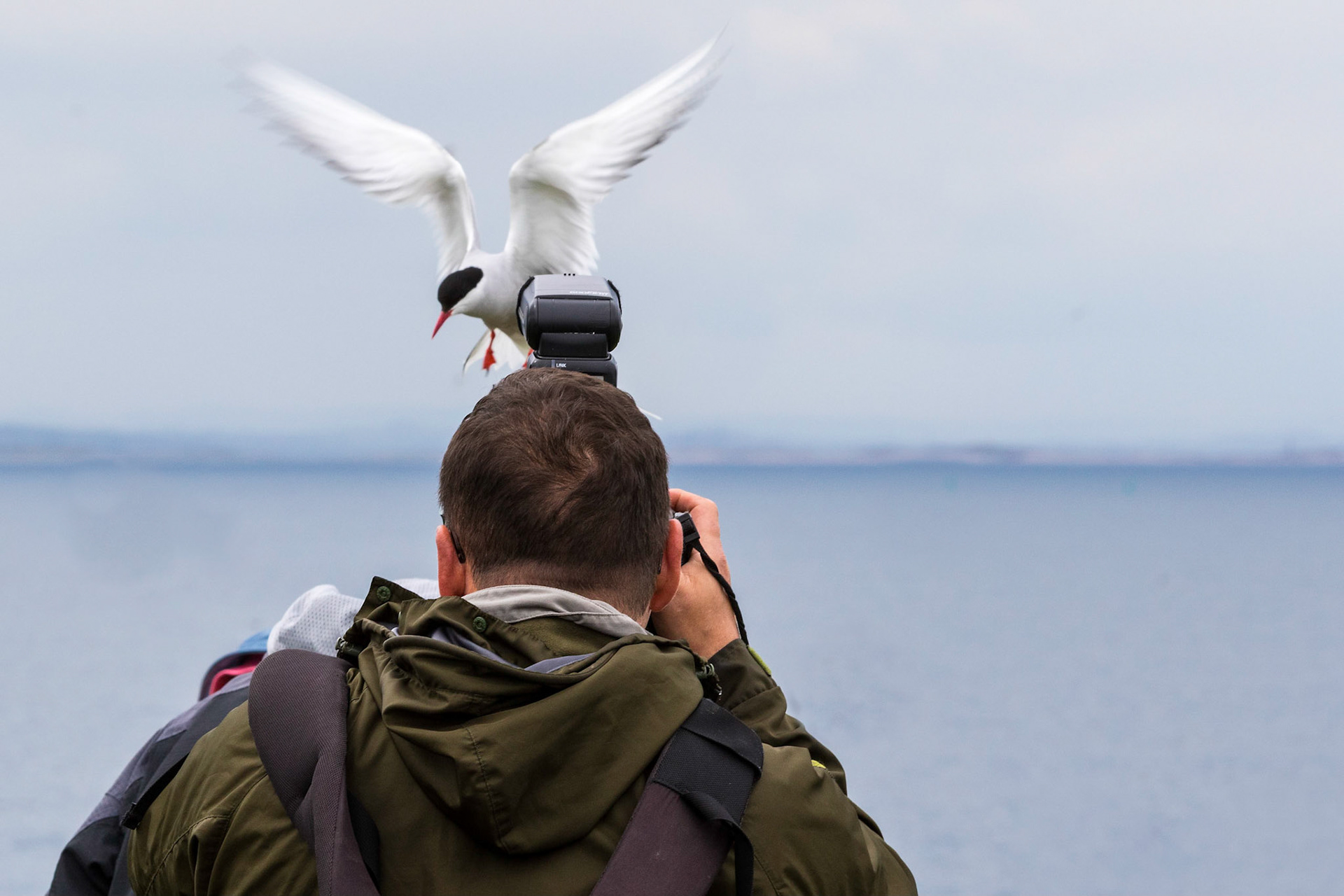 My friend Malc and I were on the Farne Islands to photograph the Puffins returning to their burrows with sand eels for the chicks.  We had to walk through the nesting area of Arctic Terns which were aggressively defending their nests.  They would dive bomb intruders and defecate on them as well as pecking heads so severely, they can draw blood!  We finished up with several expensive cameras completely covered in bird poo as well as sore heads!