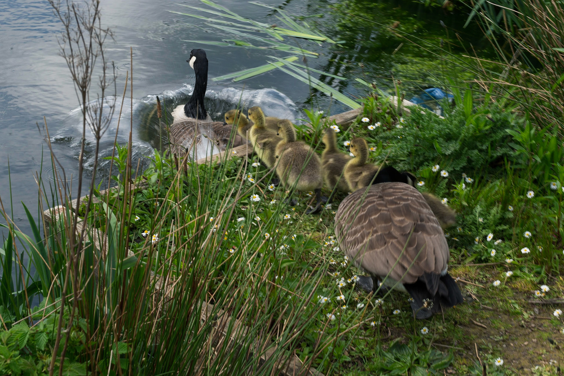 Canada Geese With Brood