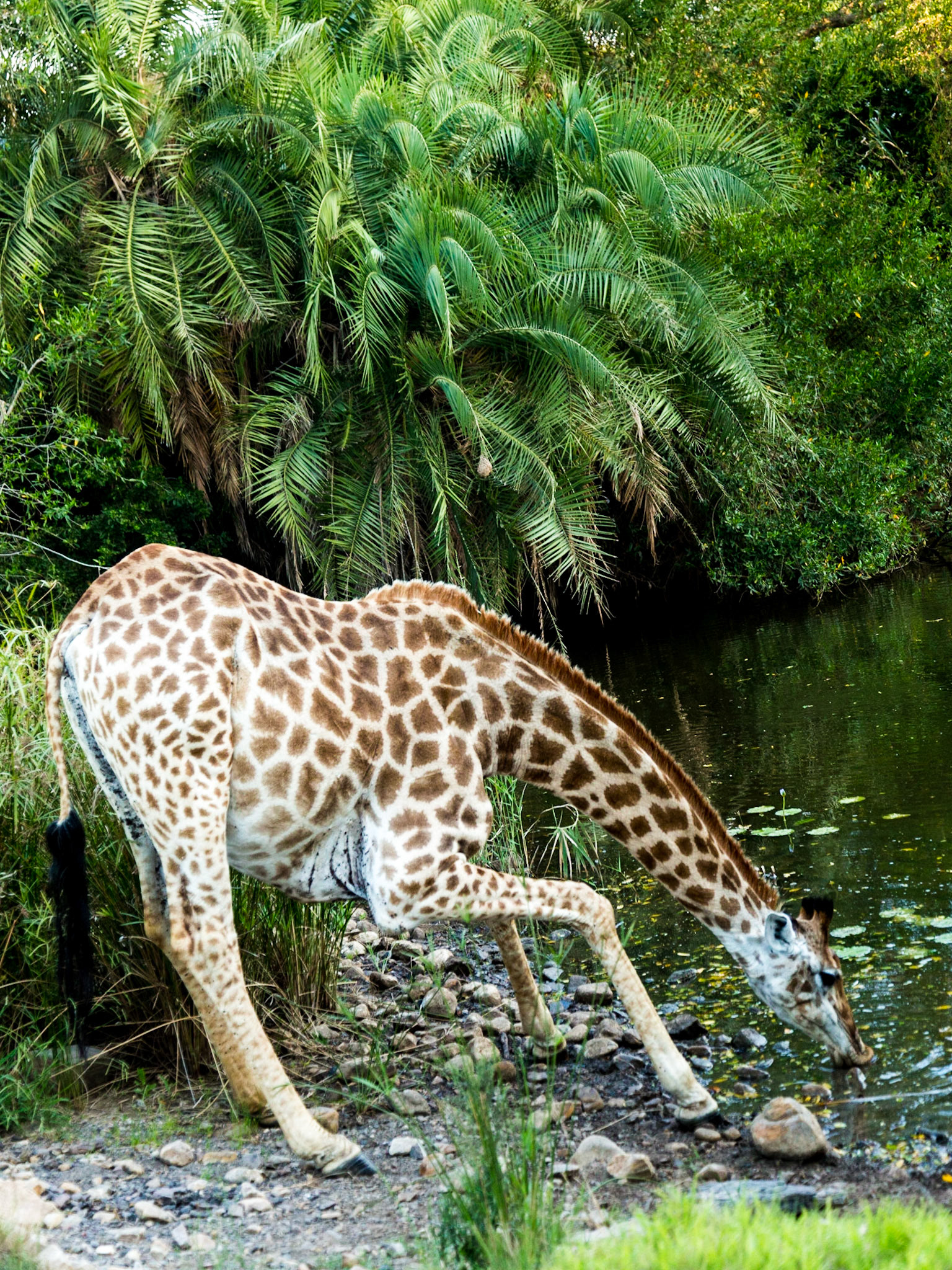 Giraffe Drinking From A Waterhole