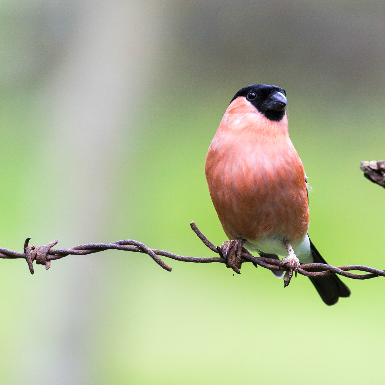 Bullfinch