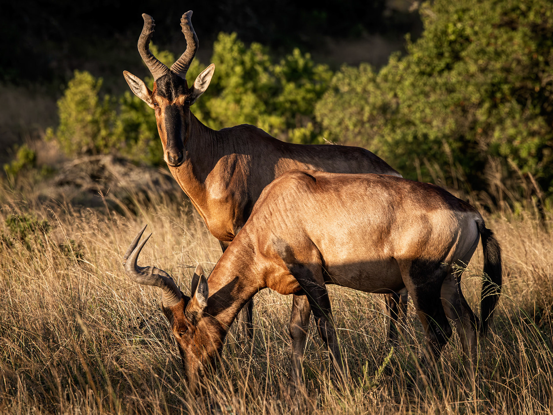 Red Hartebeest (Alcelaphus Buselaphus)