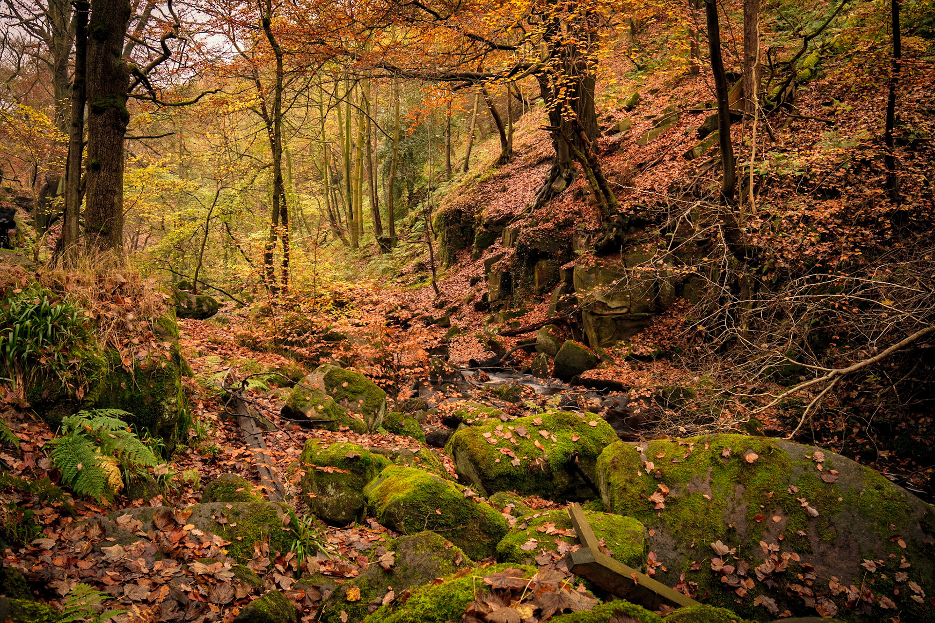 Padley Gorge, Derbyshire