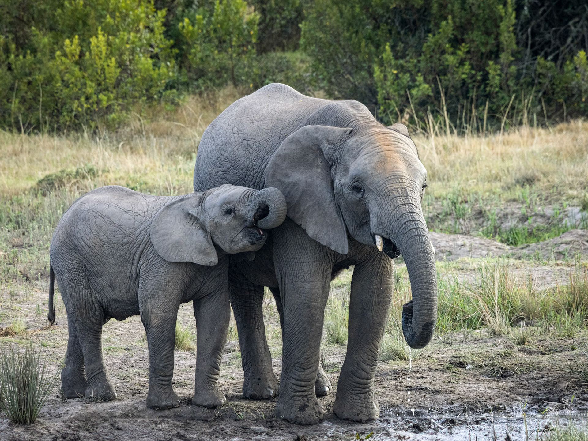 African Elephants At The Waterhole