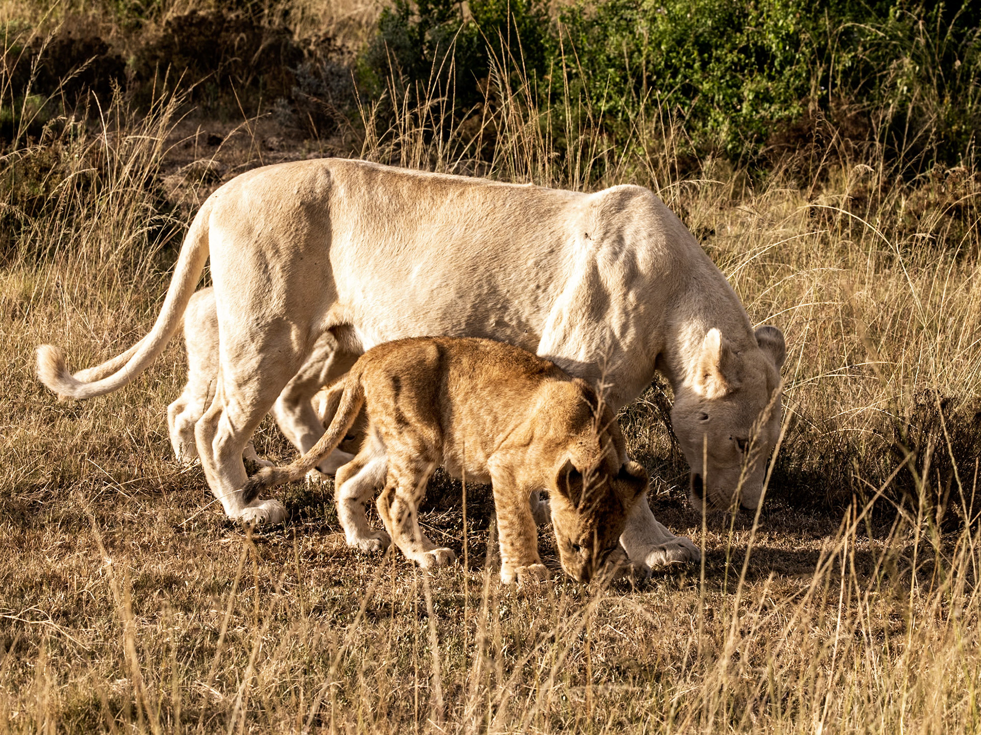 A White Lioness  and Her Cubs