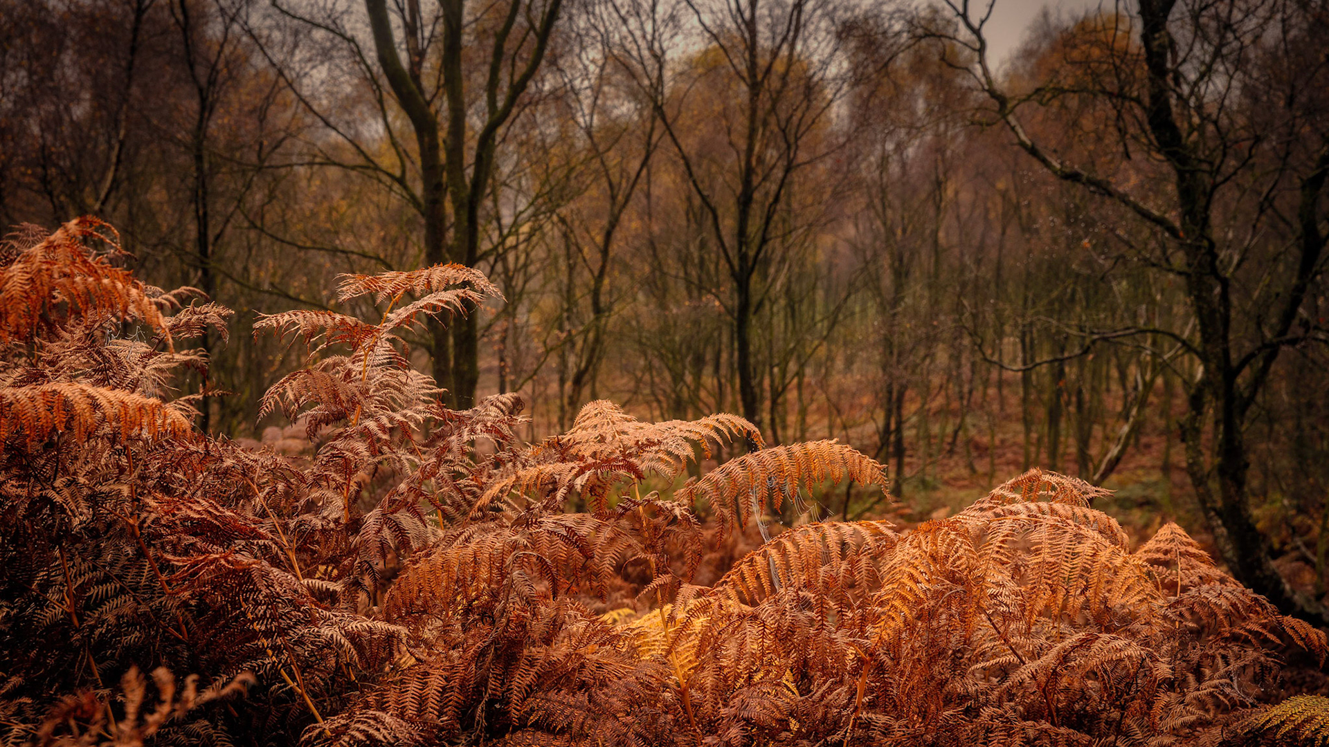 Towards Surprise View, Derbyshire