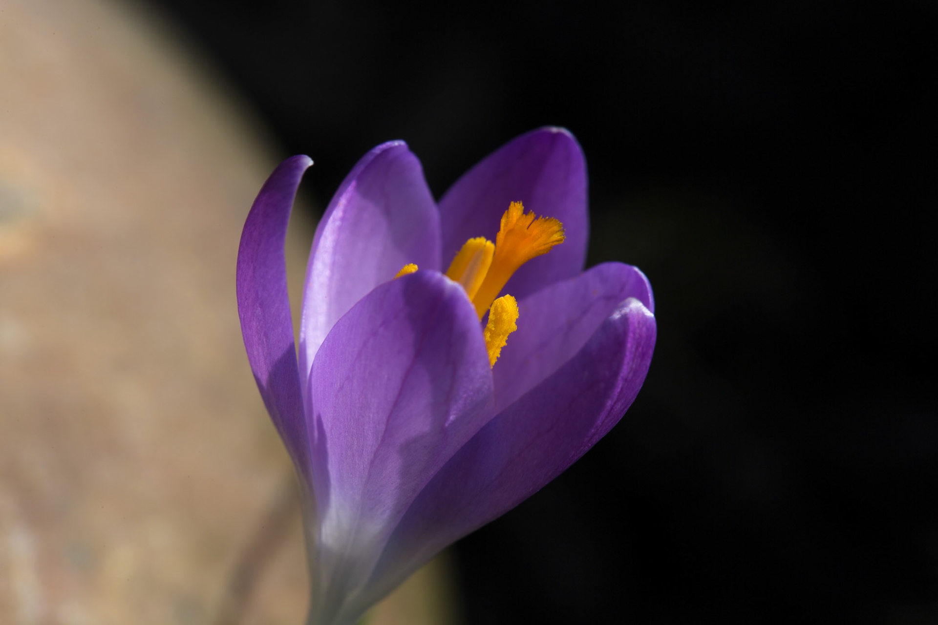 Crocus