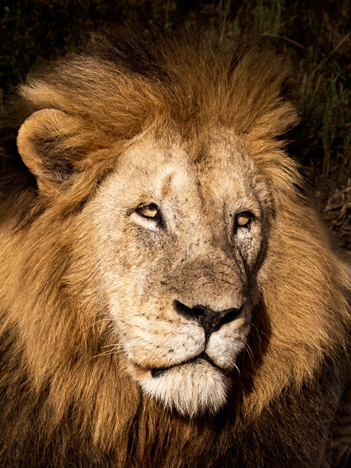 Portrait Of A Male Lion