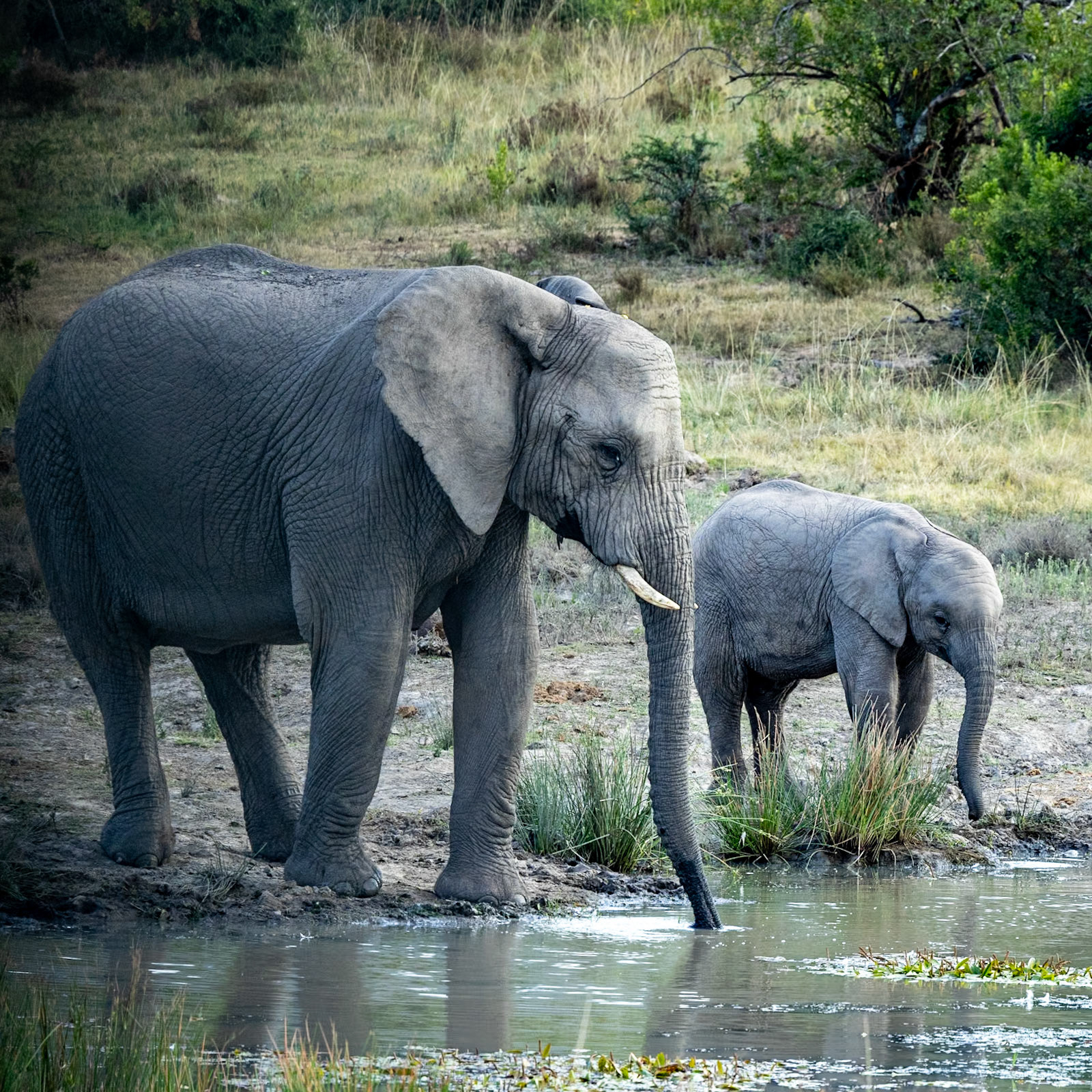 African Elephants At The Waterhole