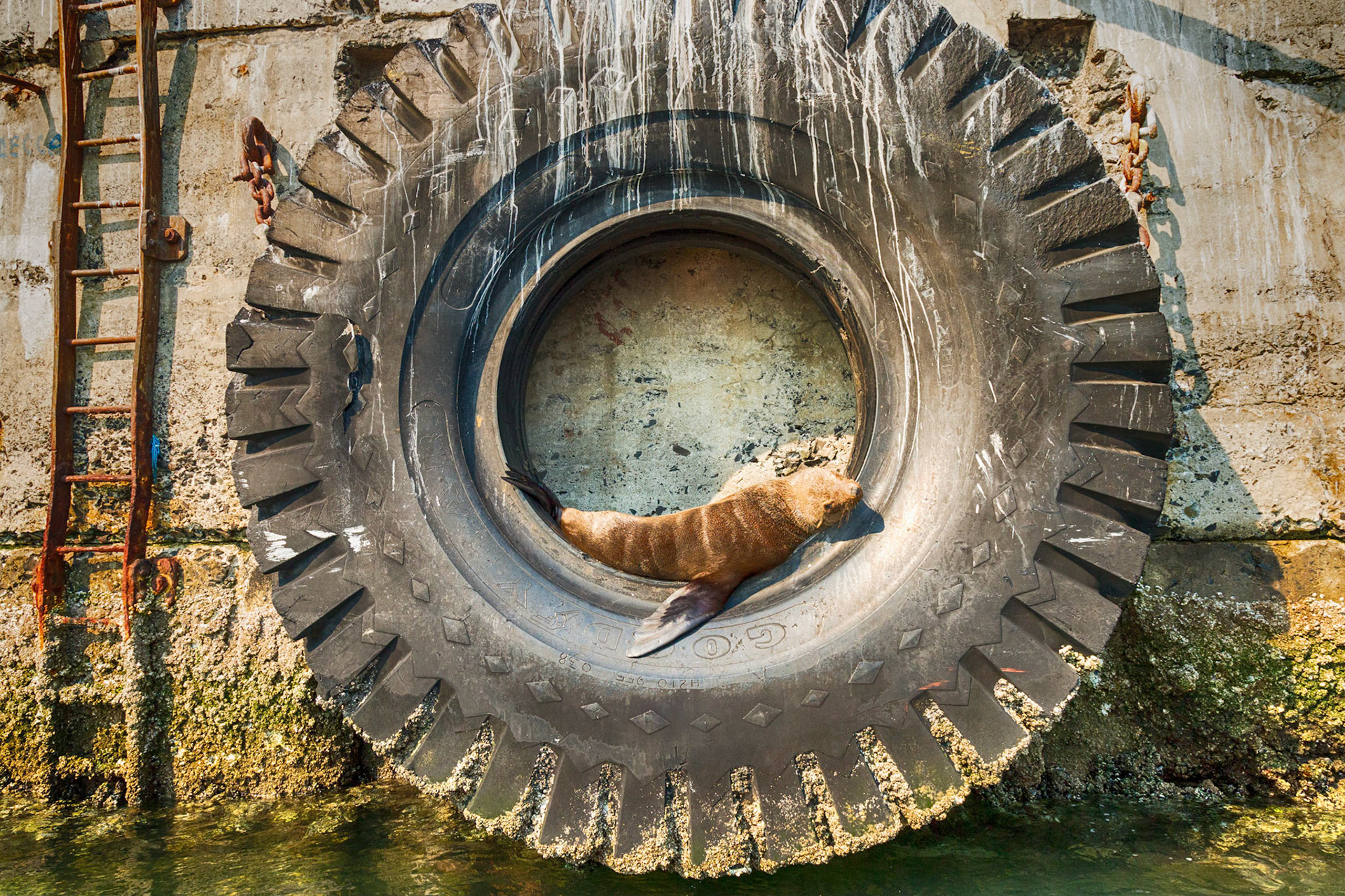 The Victoria &amp; Alfred Waterfront, neighbouring the Table Bay harbour is almost as synonymous with a visit to Cape Town, as the Table Mountain that looks upon it from up high.  Developed from redundant docklands, this vast property now blends seamlessly and attractively with the working harbour.  Cape Fur Seals would ordinarily shack up on off shore islands, but these fluffy sea creatures obviously have impeccable taste, as they’ve made the Waterfront their home. They can be found inside old tires lining the quayside.