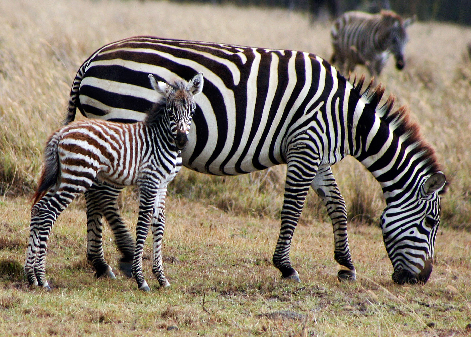 Zebra And Foal