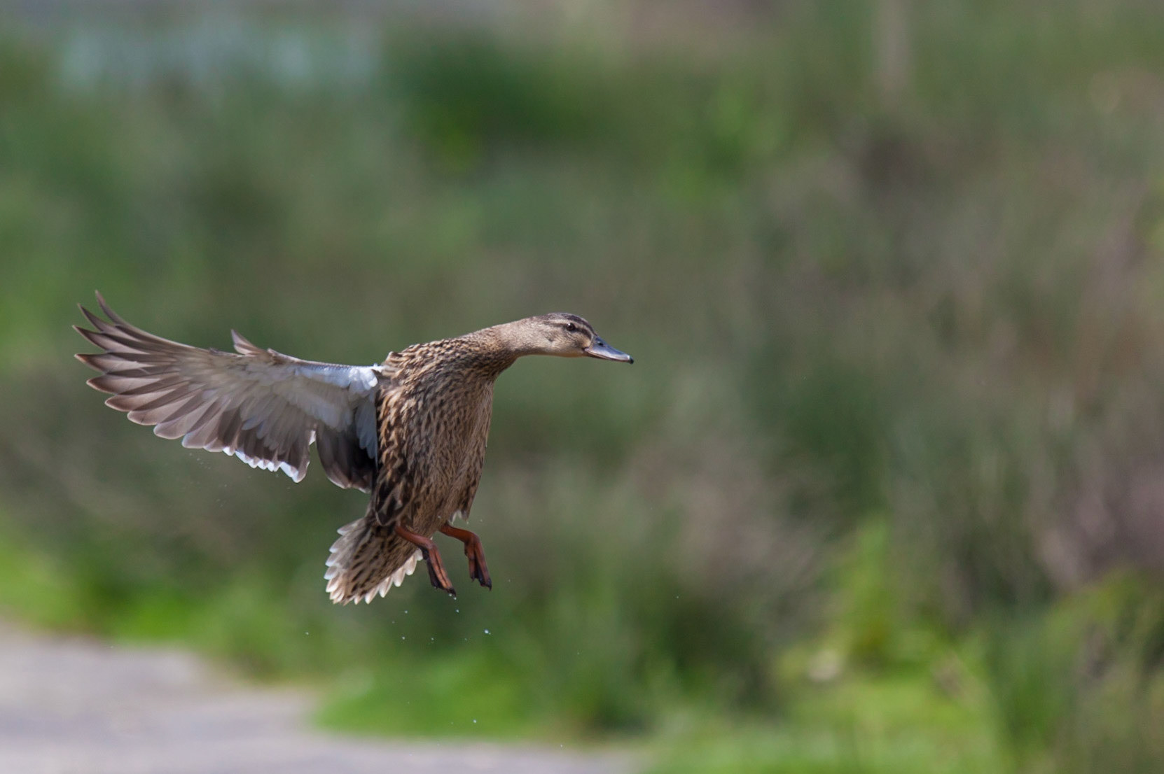 Mallard Landing