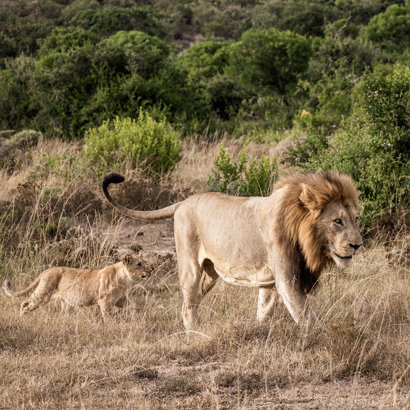 A Male Lion and His Cub