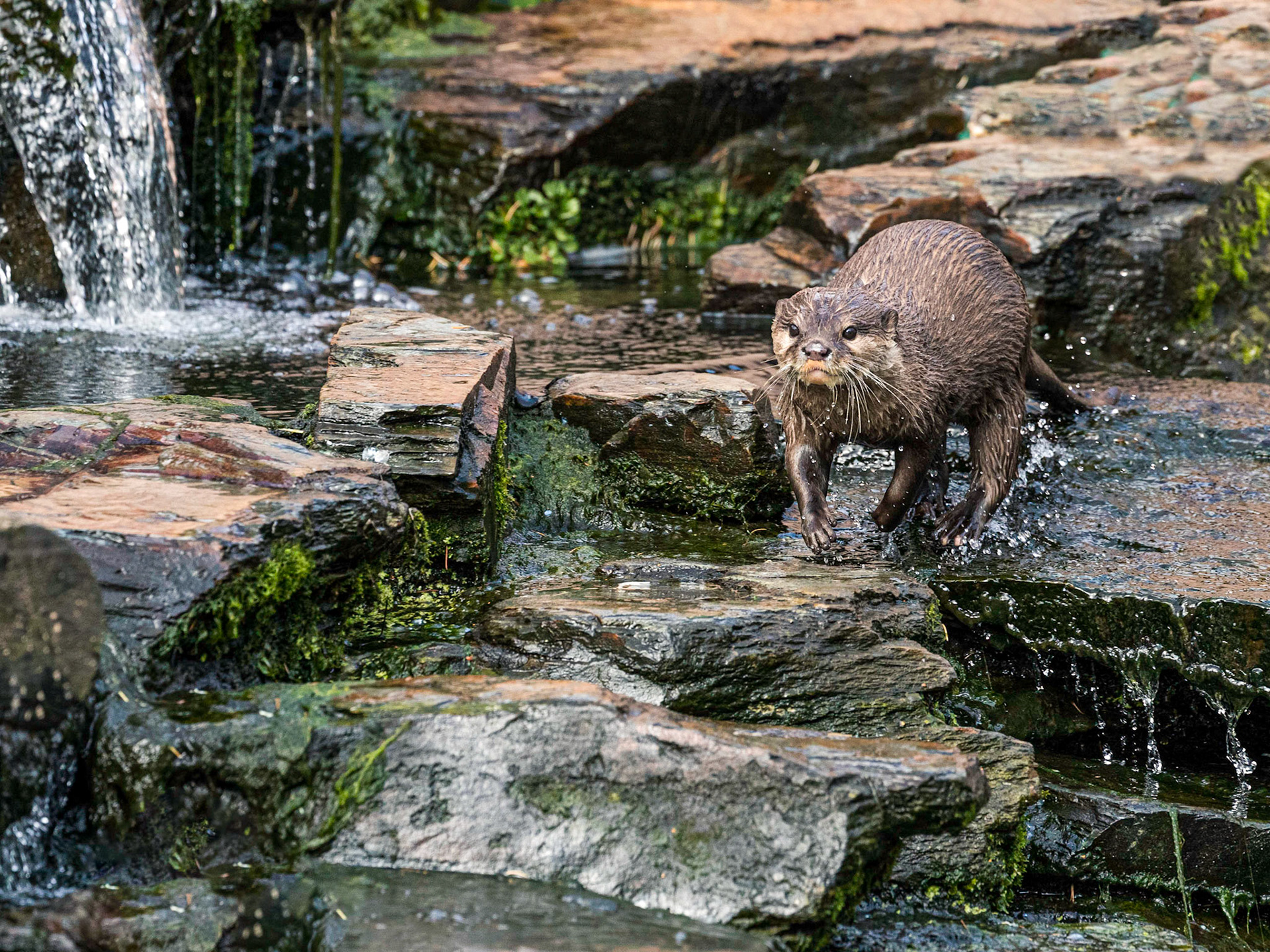 Asian Short Clawed Otter
