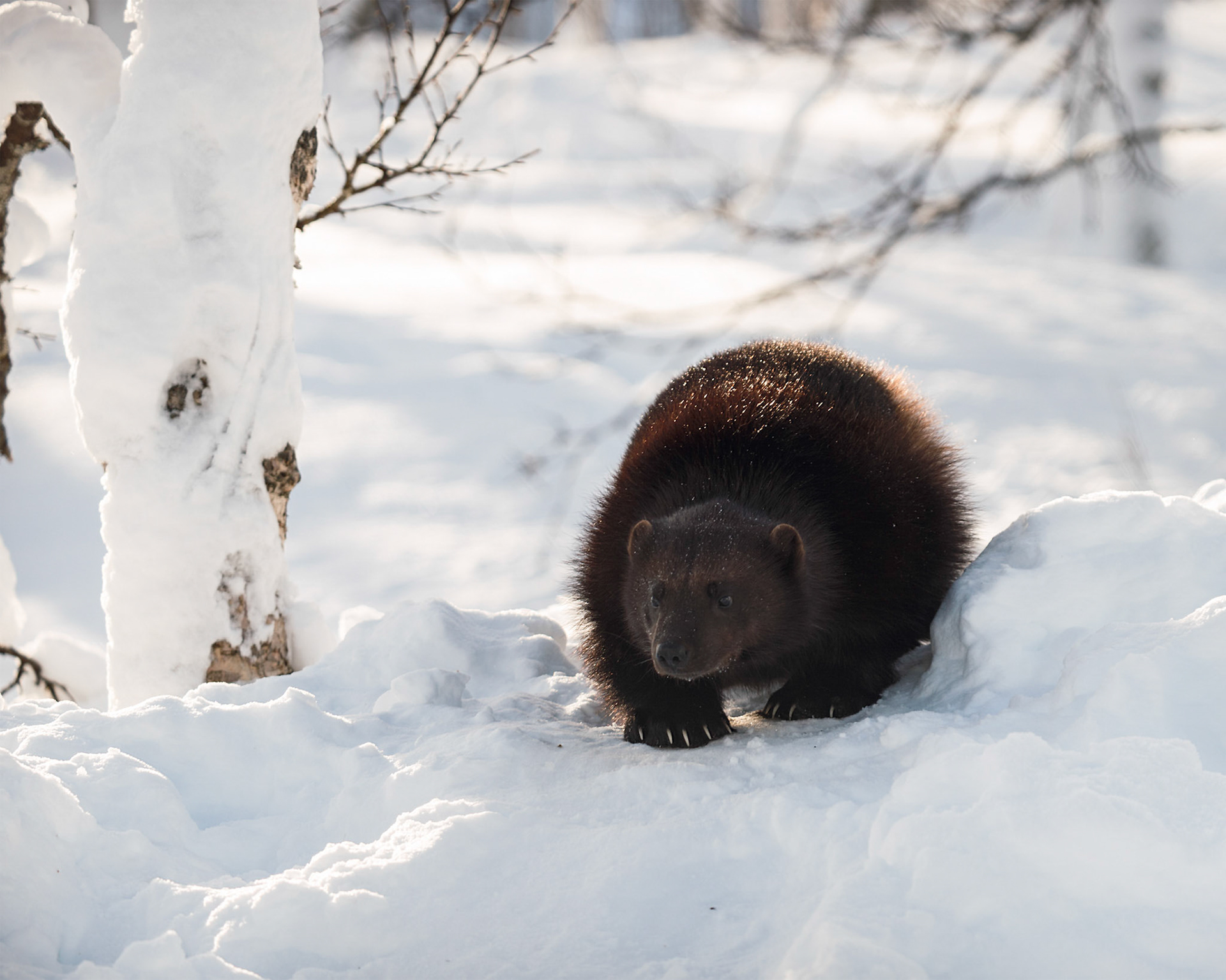 Wolverine In The Snow