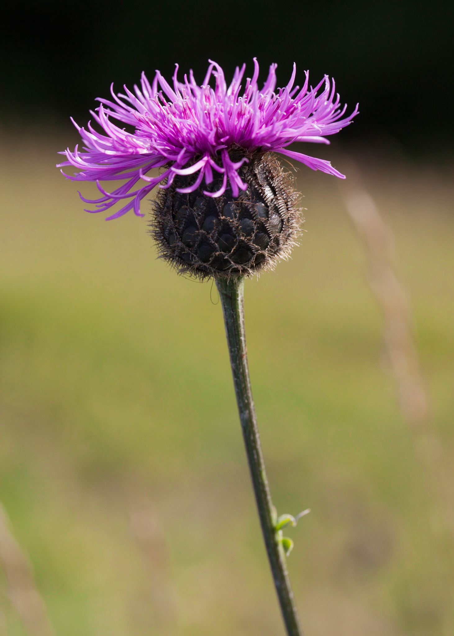 Thistle