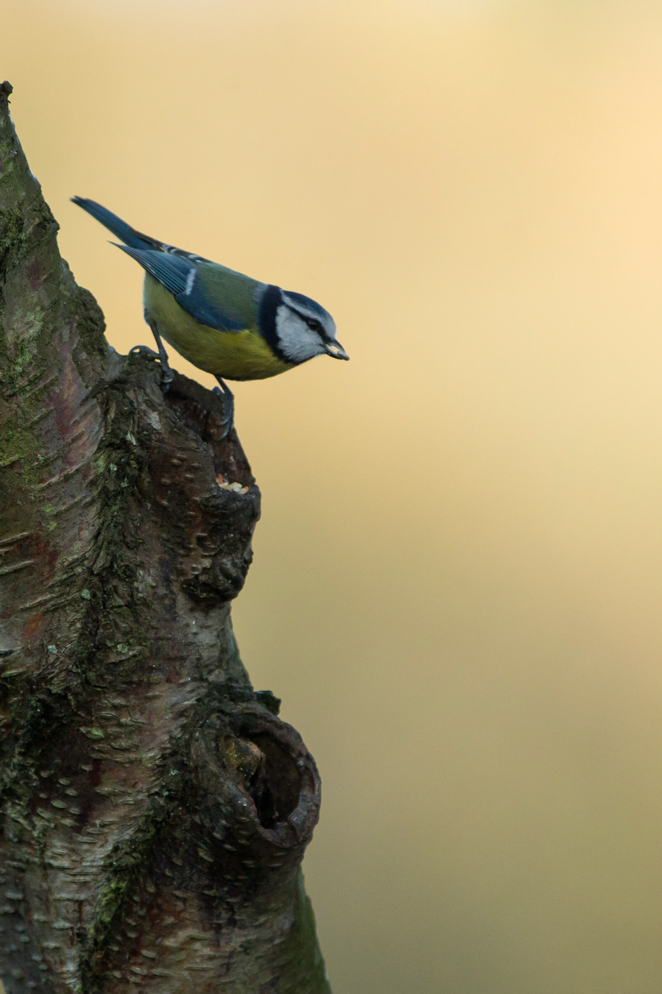 Blue Tit