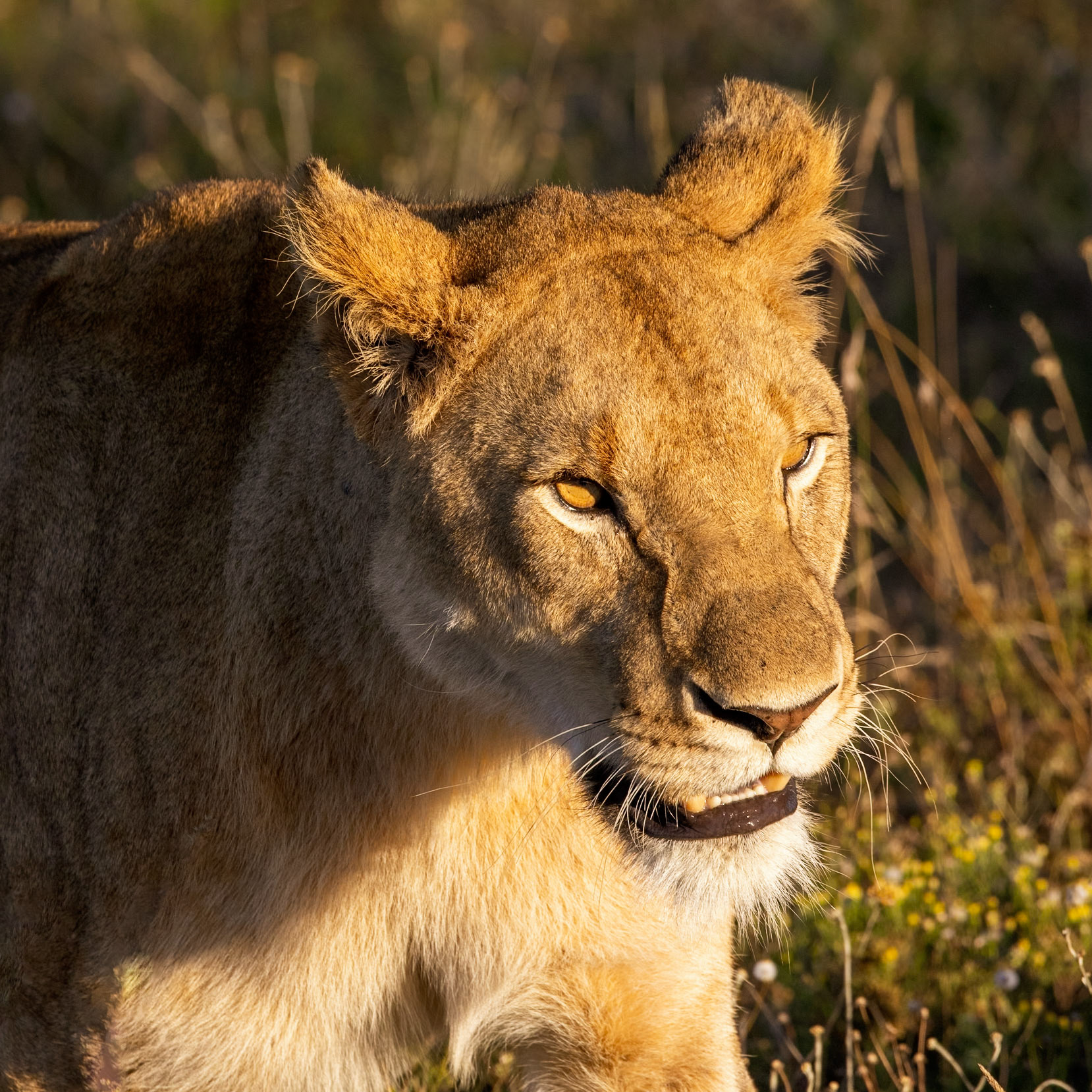 Lioness In The Evening Sun