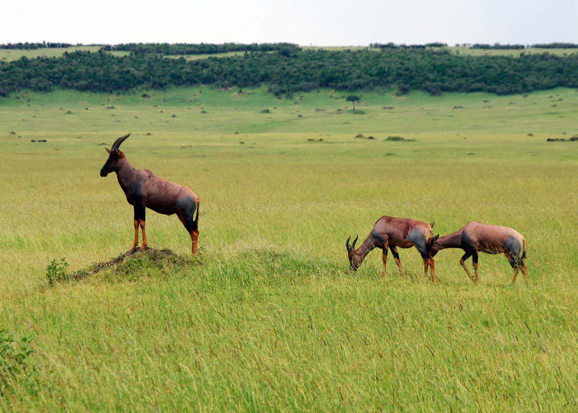 Male Topi On Guard Duty