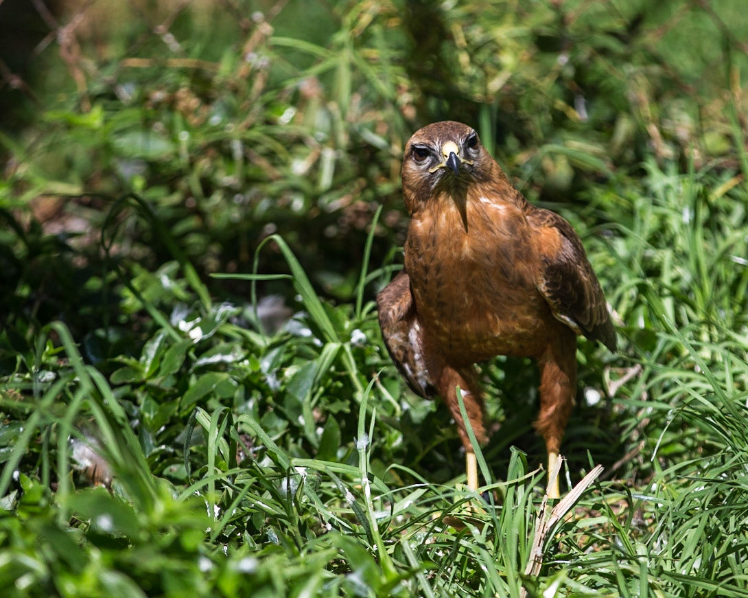 The Forest Buzzard