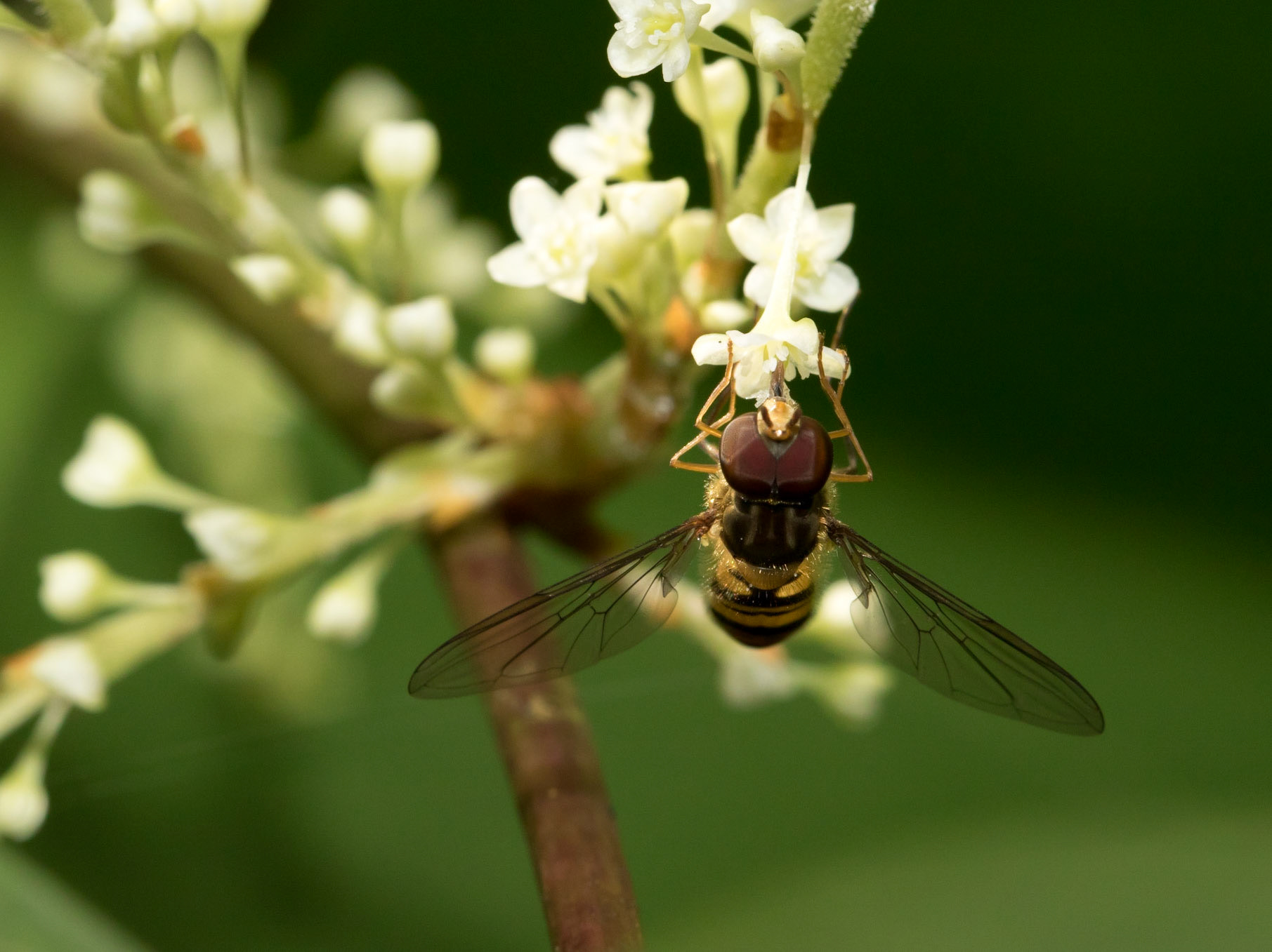 This is an extremely common hover fly, widespread in Britain and Ireland. It is found in gardens, hedgerows and woodland, and visits flowers to feed on nectar.  The larvae feeds on Aphids.
