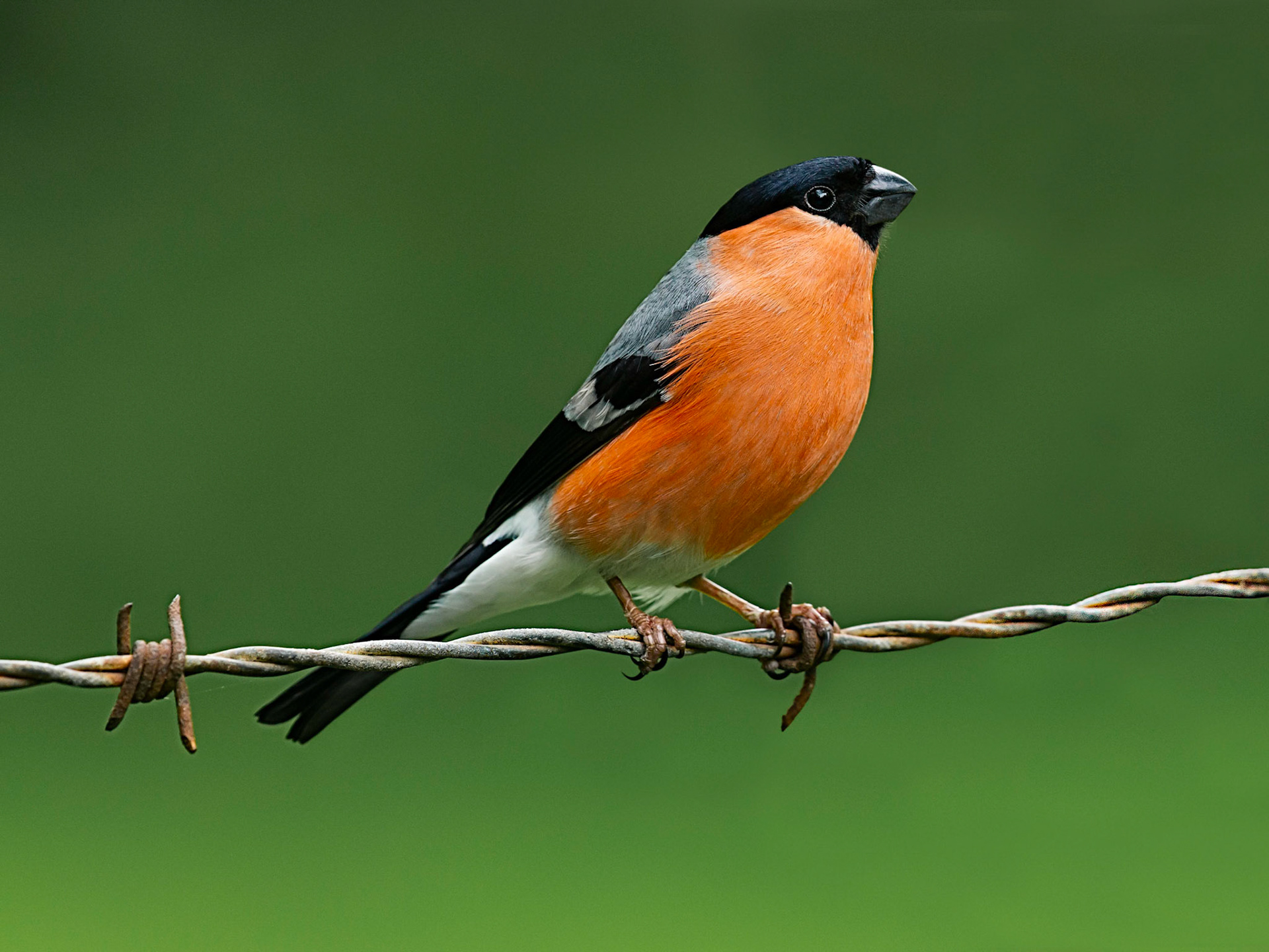 Bullfinch