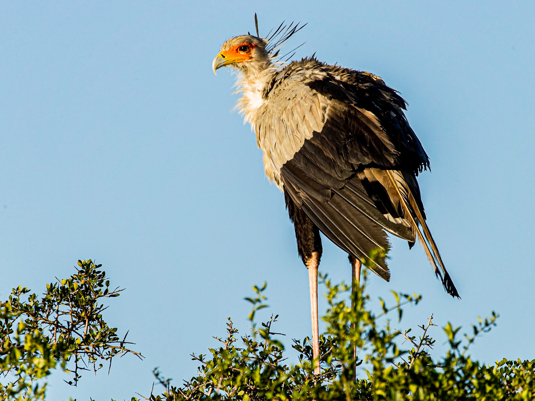 Its common name is popularly thought to derive from the crest of long quill-like feathers, lending the bird the appearance of a secretary with quill pens tucked behind their ear, as was once common practice. A more recent hypothesis is that "secretary" is borrowed from a French corruption of the Arabic saqr-et-tair or "hunter-bird."  It appears on the coats of arms of Sudan and South Africa.