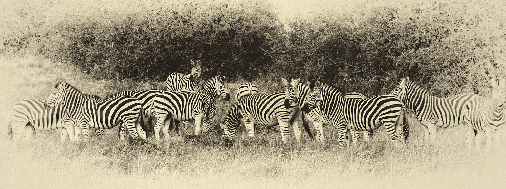 Zebra Panorama In Faded Sepia