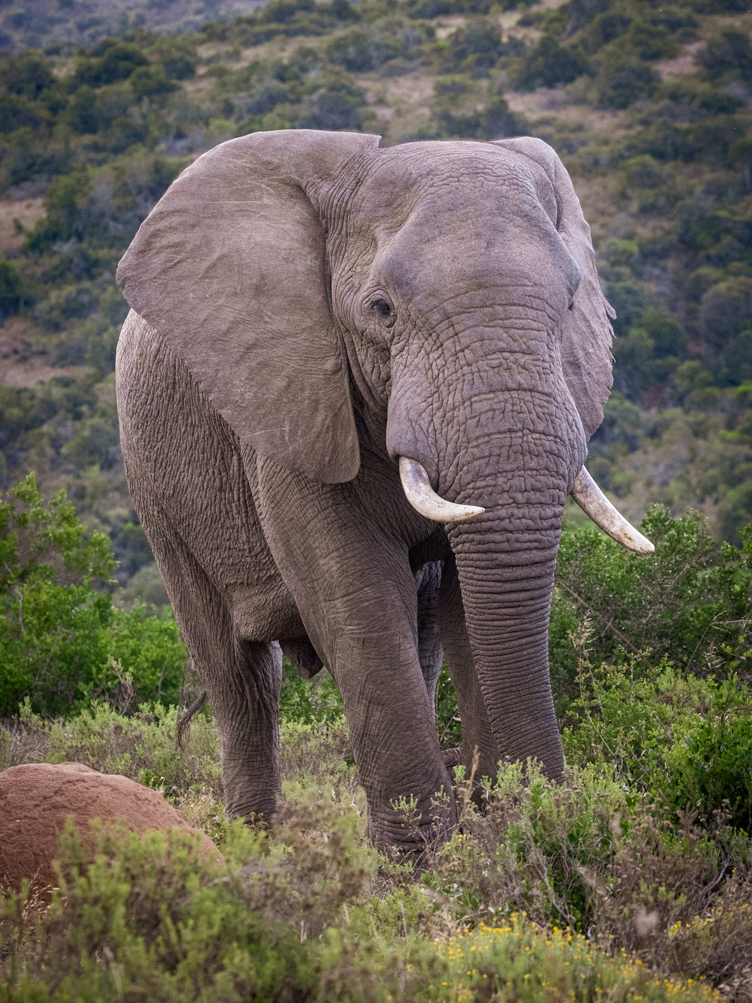The African Bull Elephant