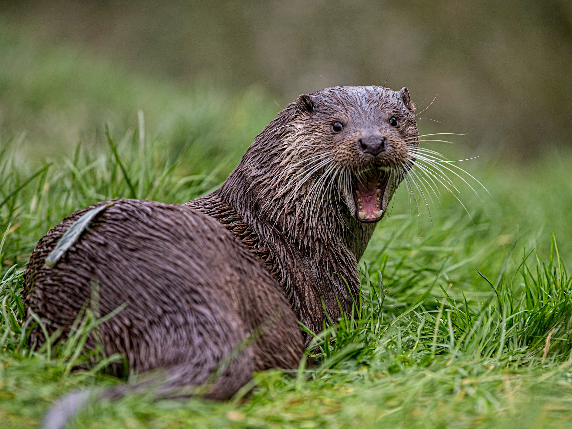 European Otter