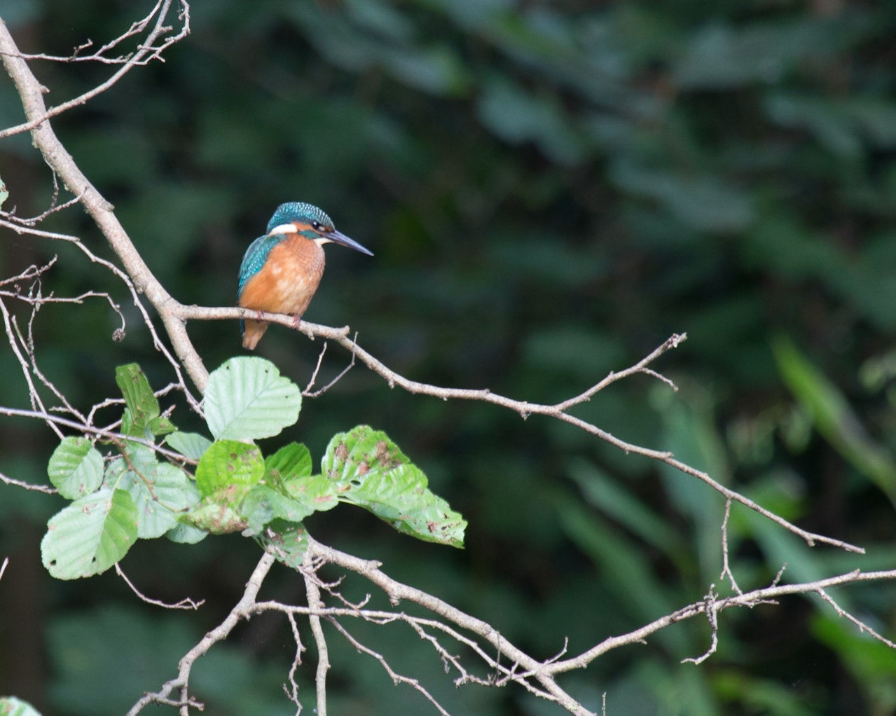 The Eurasian Kingfisher (Alcedo atthis)