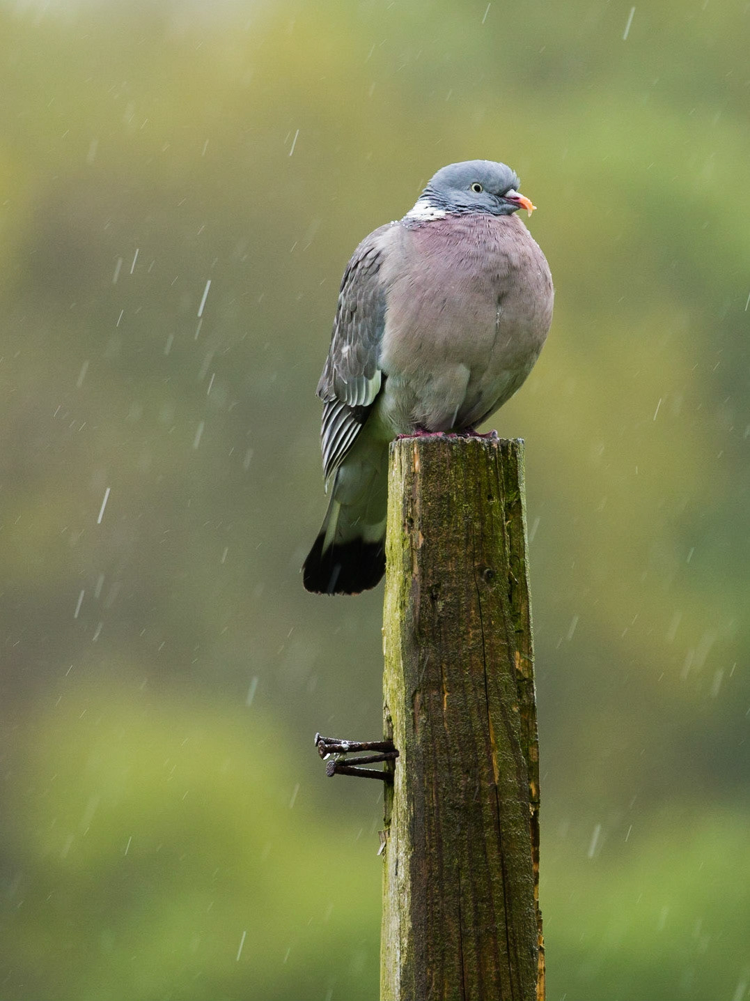 Woodpigeon