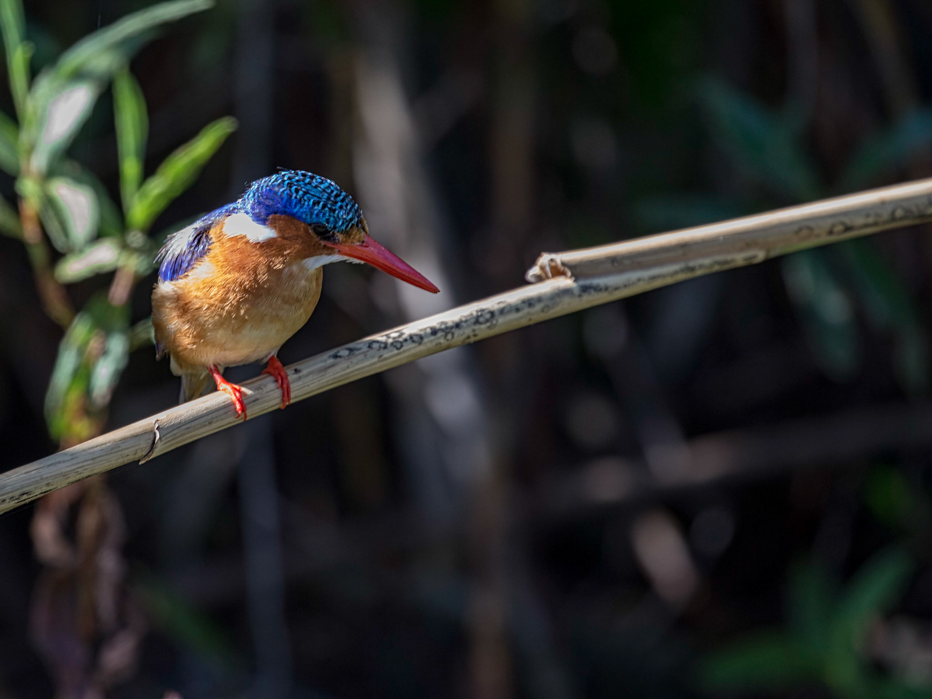 The Malachite Kingfisher