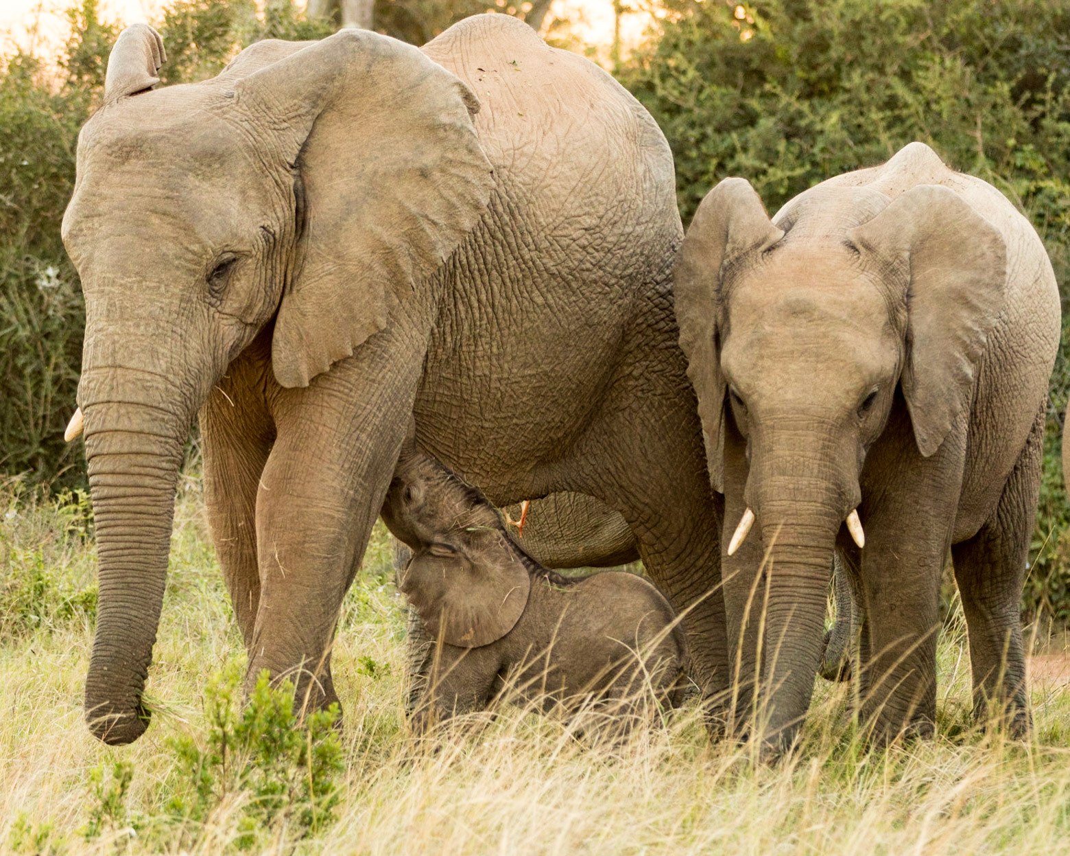 A Family Of Elephants
