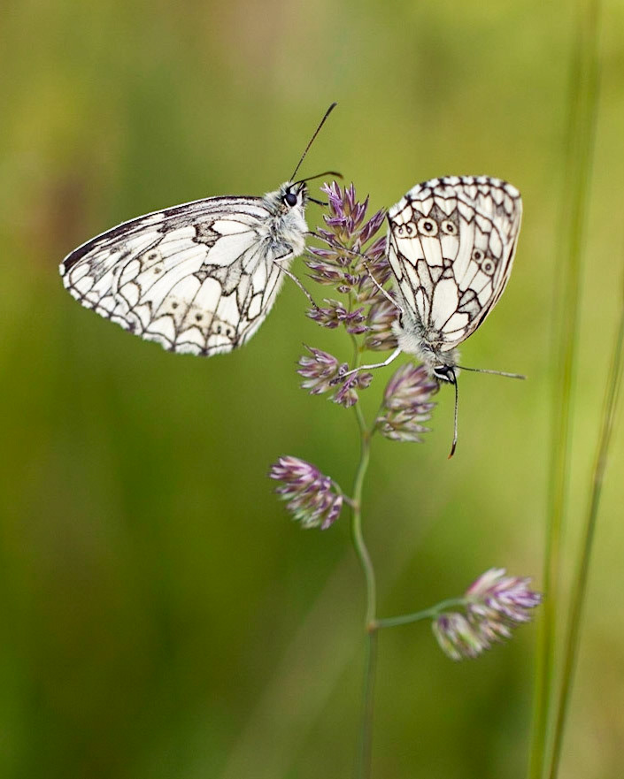 The Marbled White is a distinctive and attractive black and white butterfly, unlikely to be mistaken for any other species. In July it flies in areas of unimproved grassland and can occur in large numbers on southern downland. It shows a marked preference for purple flowers such as Wild Marjoram, Field Scabious, thistles, and knapweeds. Adults may be found roosting halfway down tall grass stems.