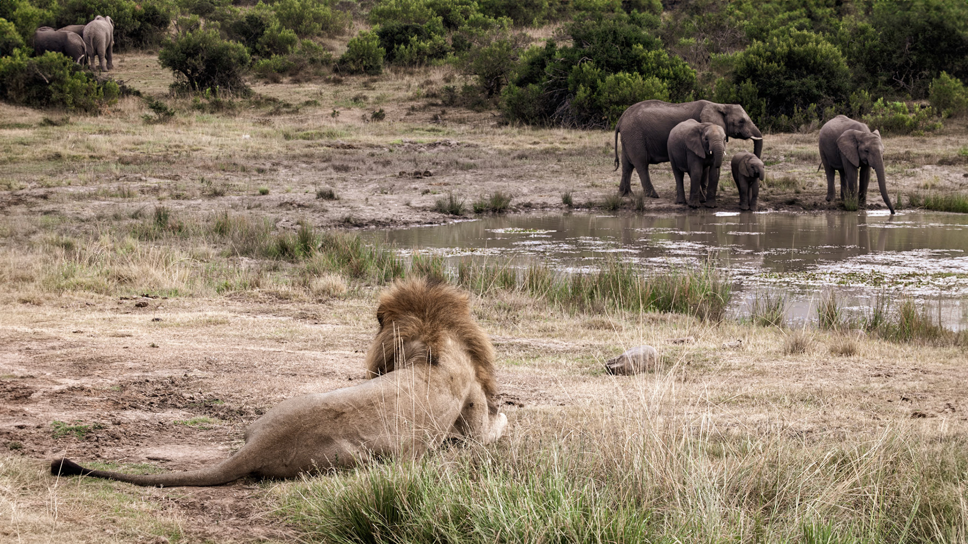 The Lion, The Elephants and The Waterhole