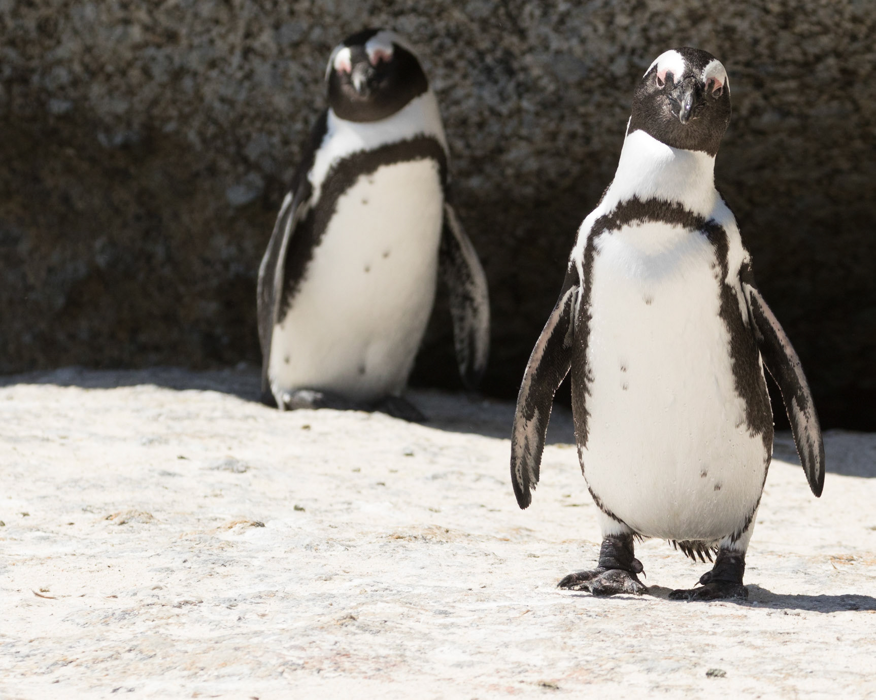Boulders Beach is located a few kilometres to the south of Simon's Town, in the direction of Miller's Point. Here small coves with white sandy beaches and calm shallow water are interspersed between boulders of Cape granite. There has been a colony of African penguins at Boulders Beach since 1985.  The African penguin (Spheniscus demersus), also known as the jackass penguin and black-footed penguin is a species of penguin, confined to southern African waters.