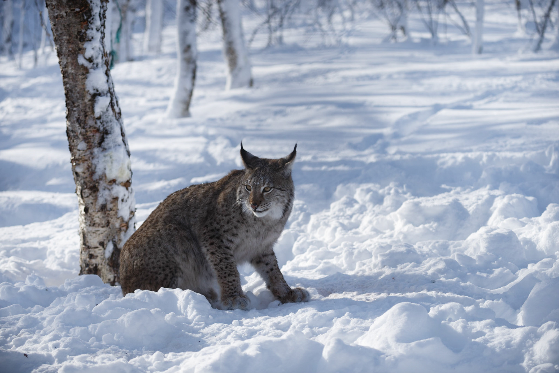 The Eurasian Lynx (Lynx lynx) In The Snow