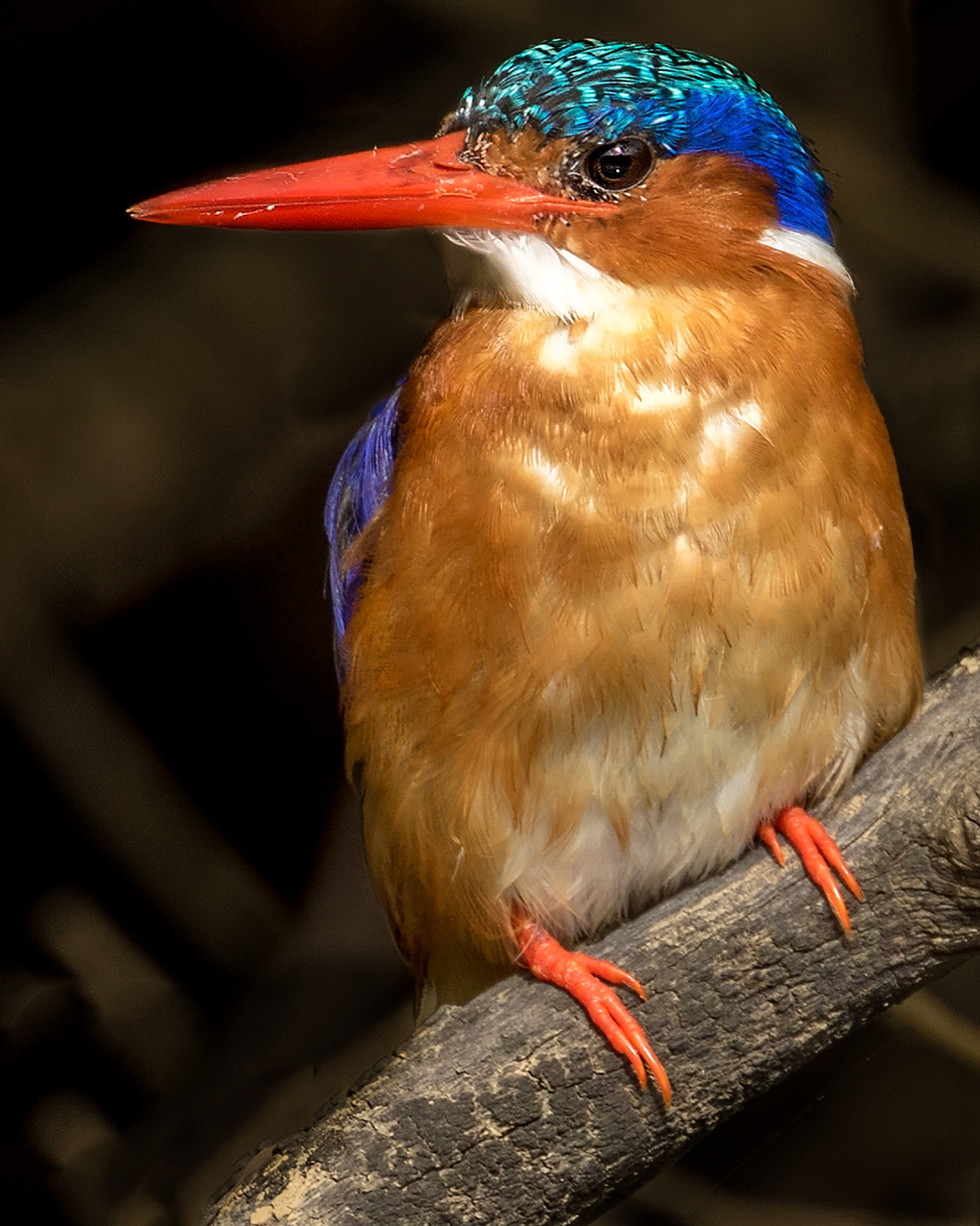 The malachite kingfisher (Corythornis cristatus) is a river kingfisher which is widely distributed in Africa south of the Sahara. It is largely resident except for seasonal climate-related movements.  This species is common to reeds and aquatic vegetation near slow-moving water or ponds. The flight of the malachite kingfisher is rapid, with the short, rounded wings whirring until they appear a mere blur.  The bird has regular perches or stands from which it fishes. These are usually low over the water. It sits upright, its tail pointed downwards. It drops suddenly with a splash and usually returns at once with a struggling captive.