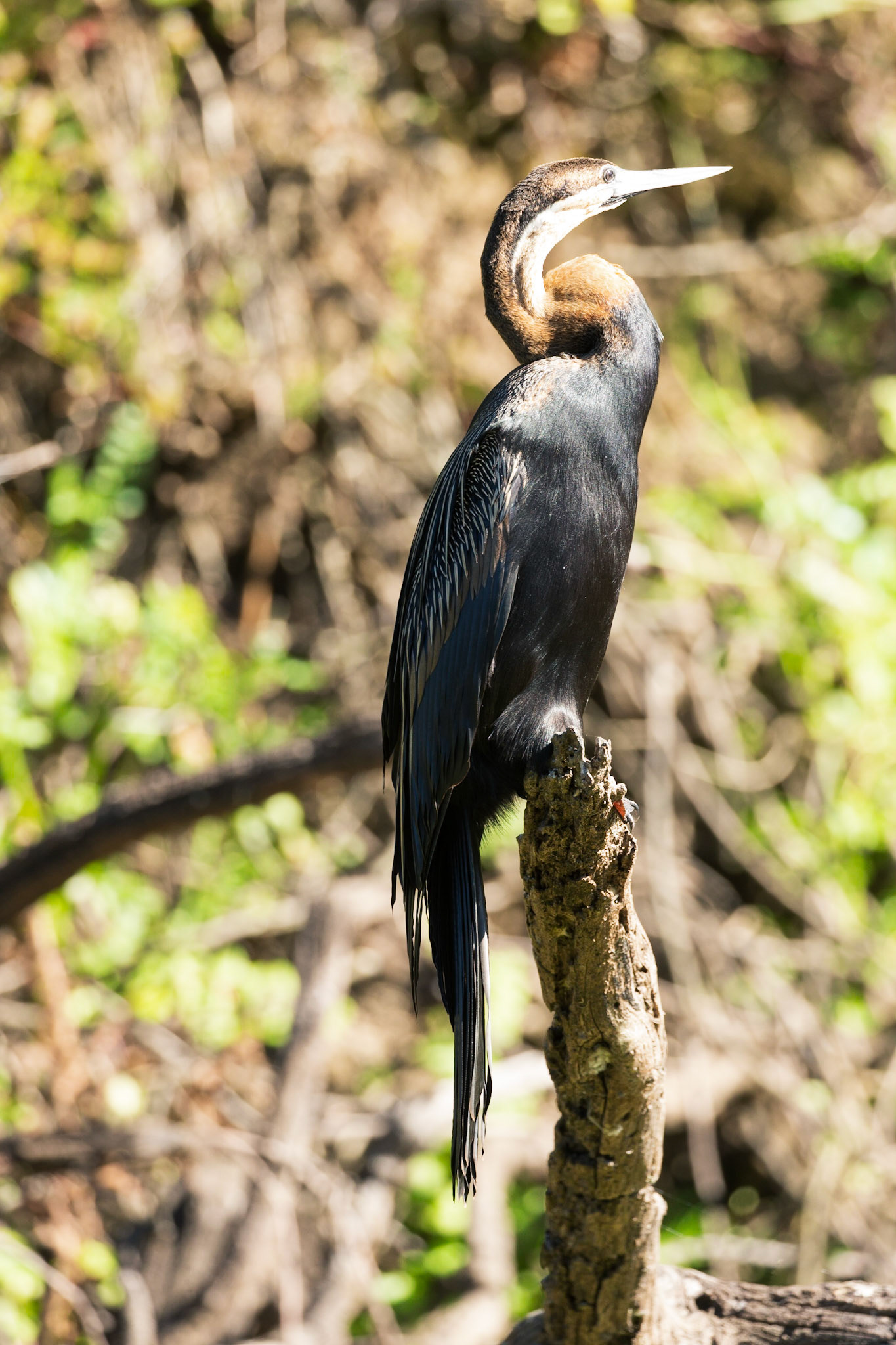 The African Darter