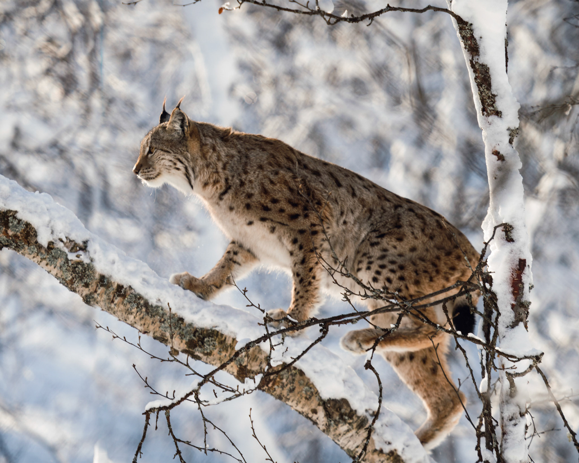 The Lynx In The Snow