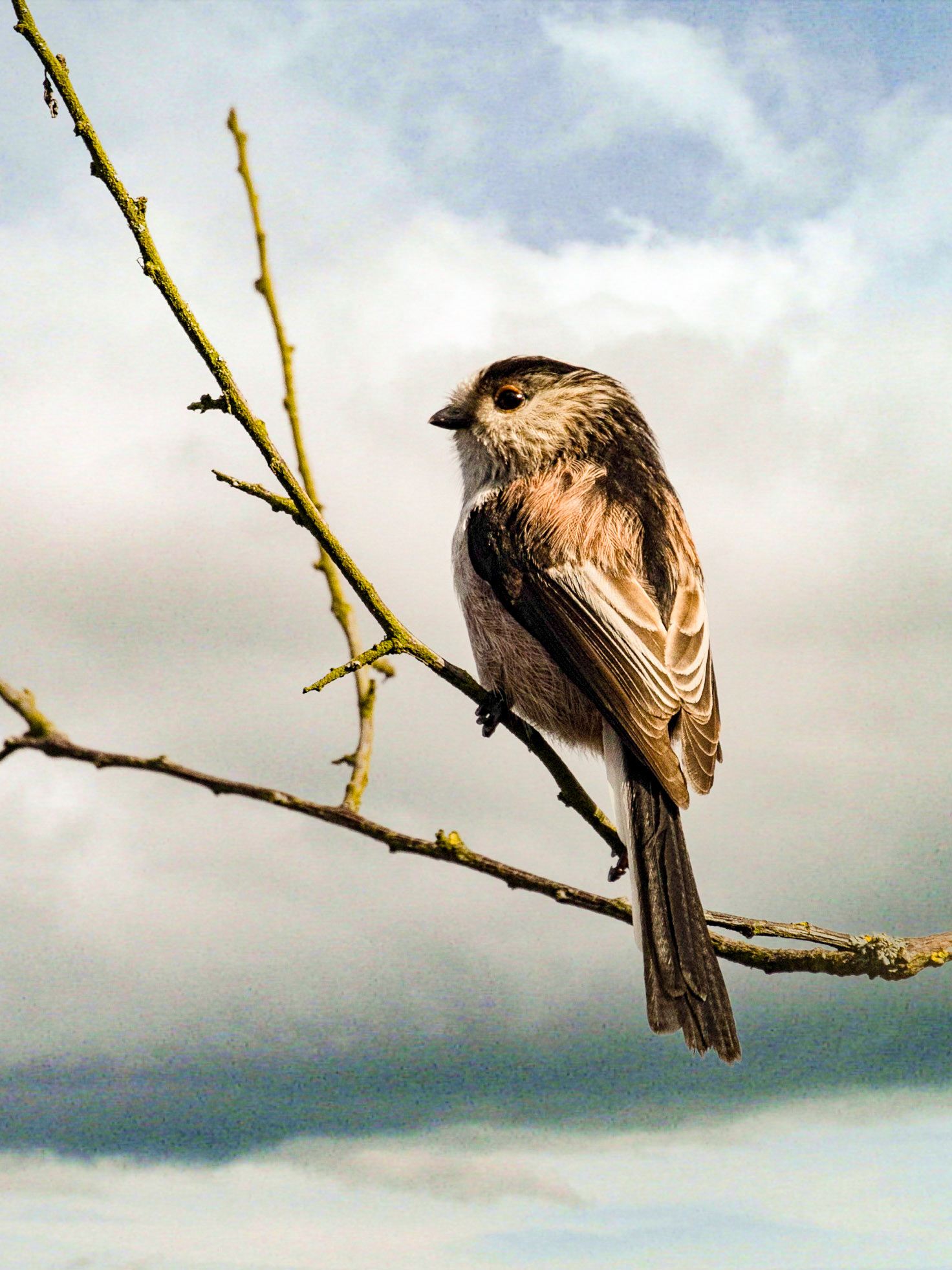 Long Tailed Tit