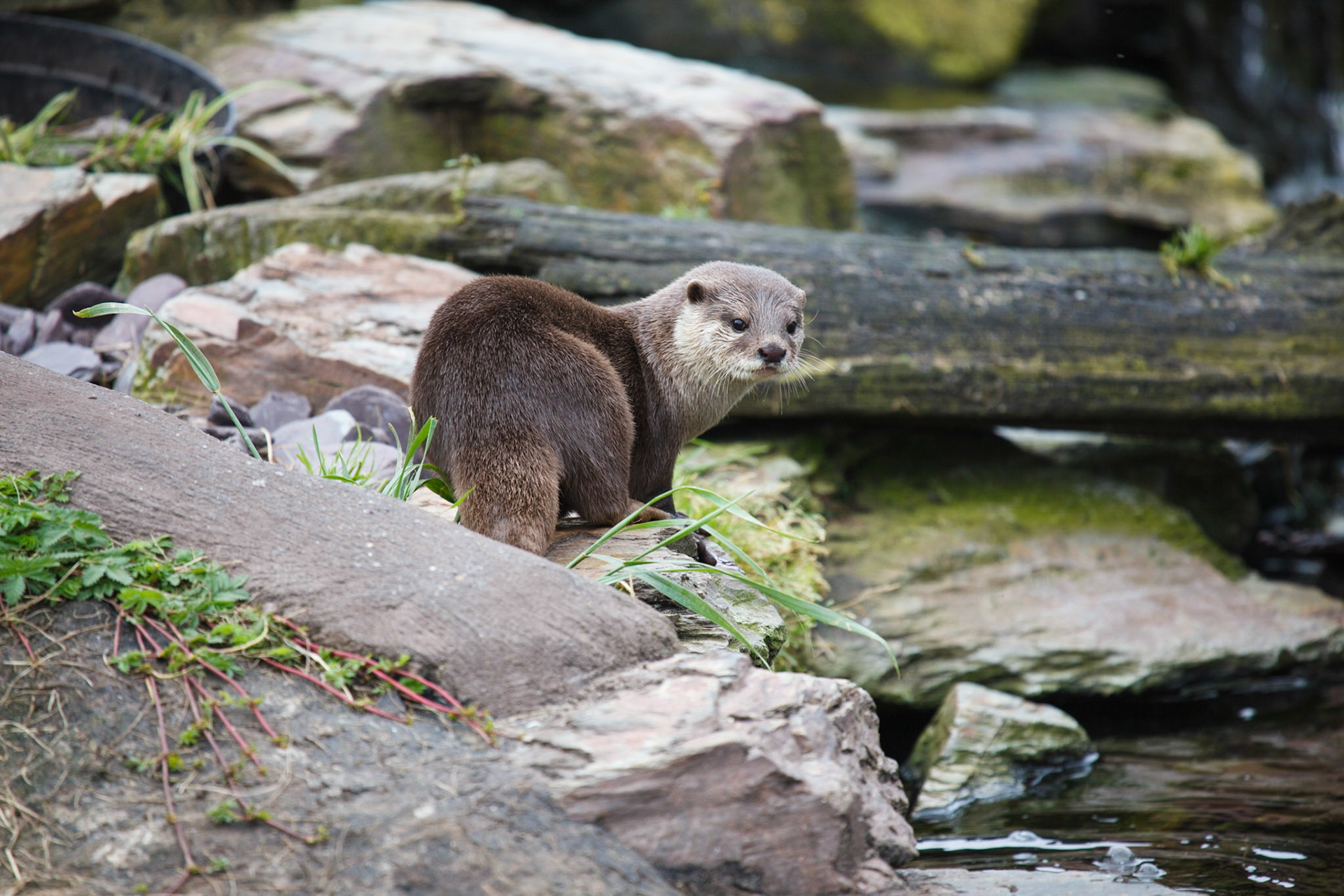 European Otter