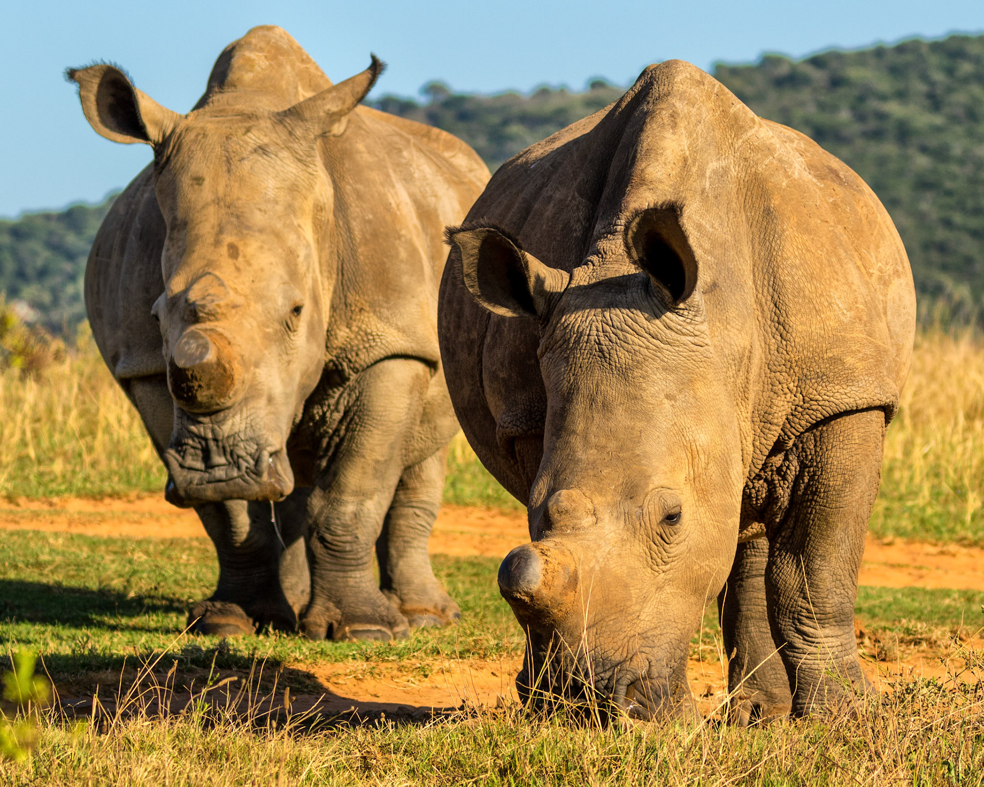 A most disturbing trend has been the horrific increase in poaching of rhinos in South Africa. Prior to 2006, illegal killing of rhinos was being maintained at consistently low levels. Since 2008, rhino poaching in South Africa has skyrocketed year on year, culminating in a total of 448 rhinos killed in 2011. The face of rhino poaching has also changed, with trusted wildlife industry professionals adding to the ranks of the more traditional poaching demographic. Unfortunately, there is no indication that the rhino poaching crisis is coming under control, as rhino deaths continue apace despite the government responses to combat poaching, including the deployment of Army personnel along the border between Kruger National Park and Mozambique.  South African citizens and private owners of rhinos are also developing a range of increasingly innovative approaches to make rhinos less attractive to poachers, such as dehorning.