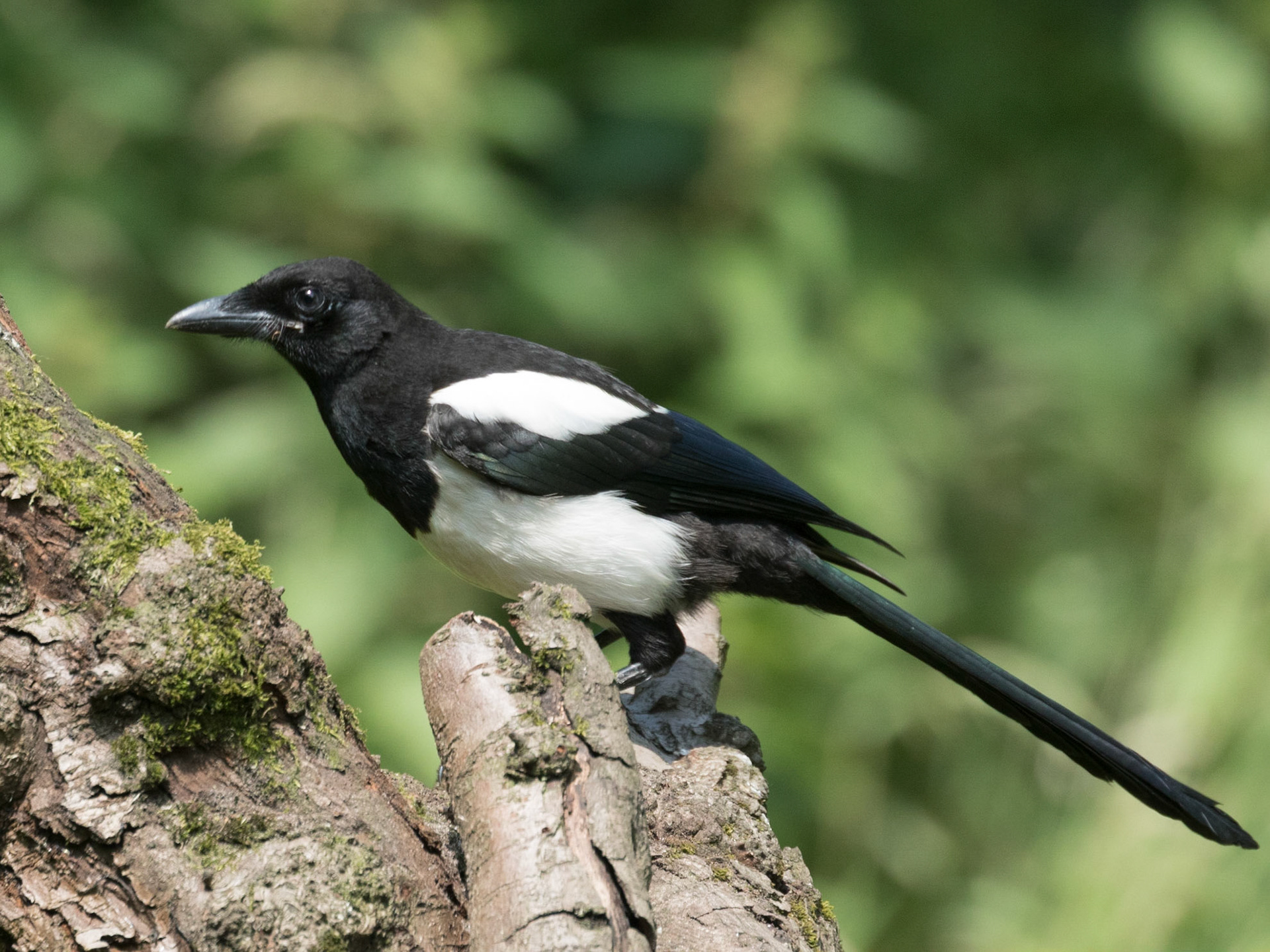 Magpie